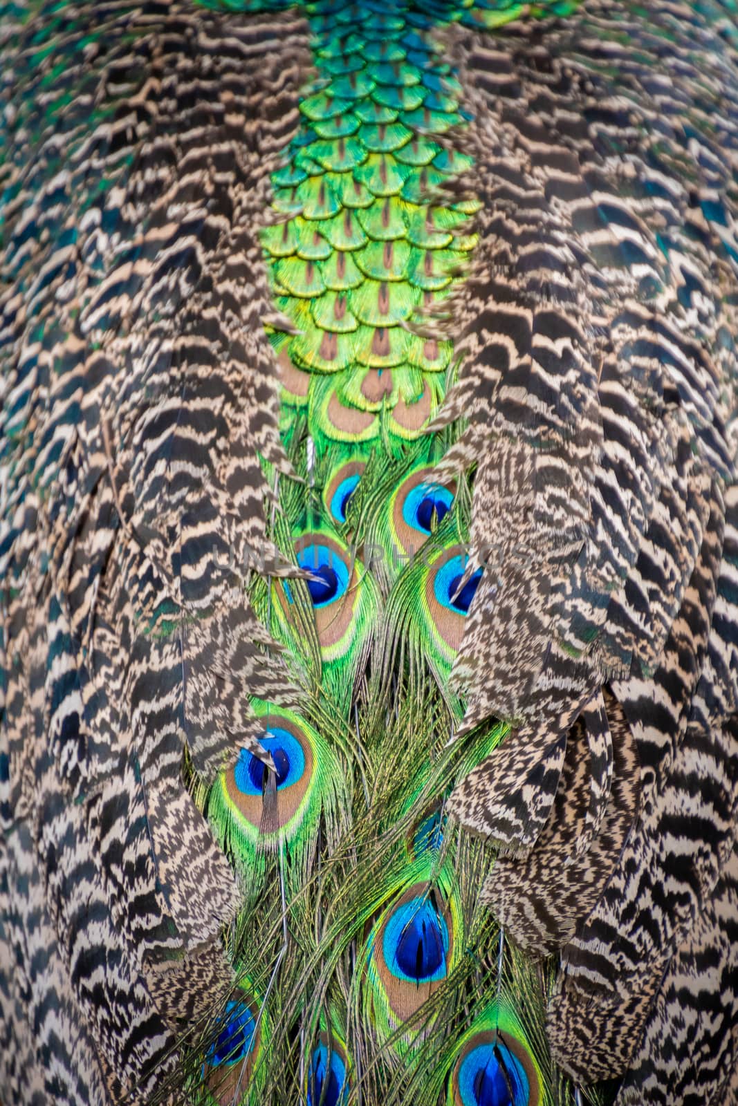 Peacock peafowl tail and back feather pattern in beautiful tones by MXW_Stock