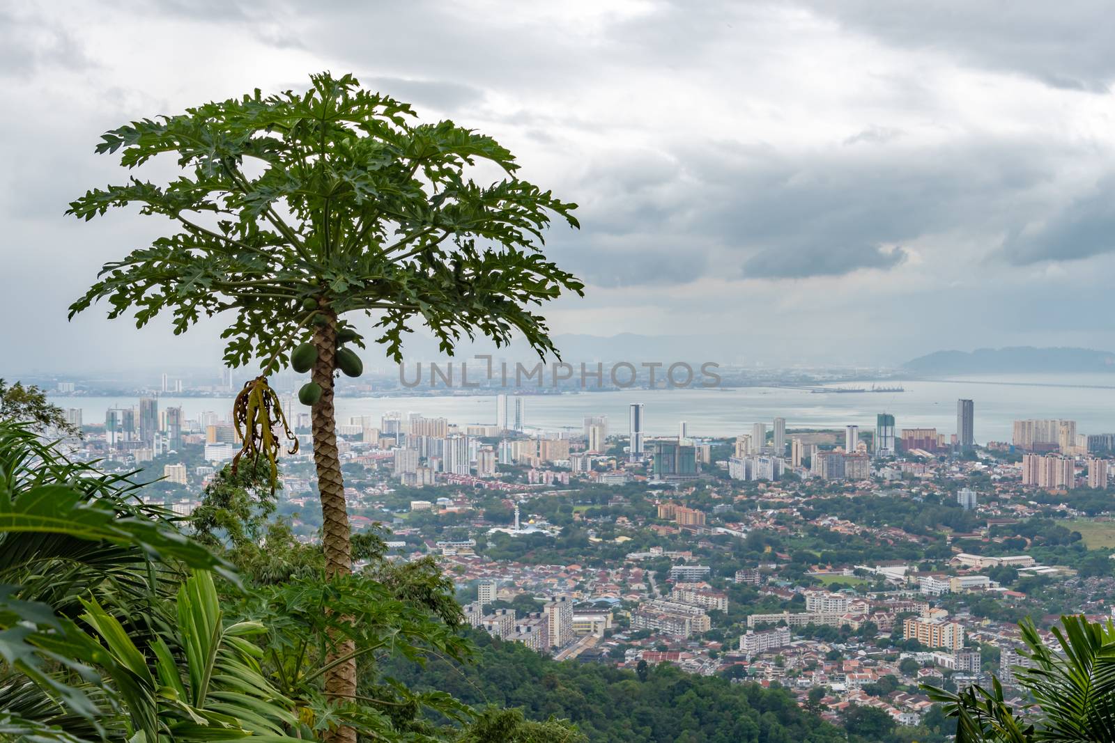 Papaya tree in front of George Town Penang Malaysia by MXW_Stock