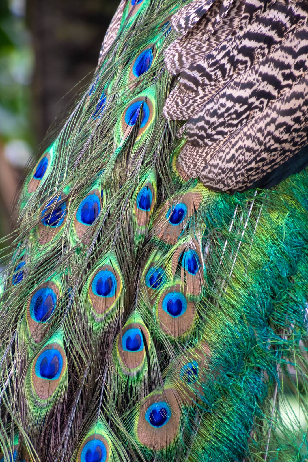 Peacock peafowl feathers at tail shining in blue and green by MXW_Stock