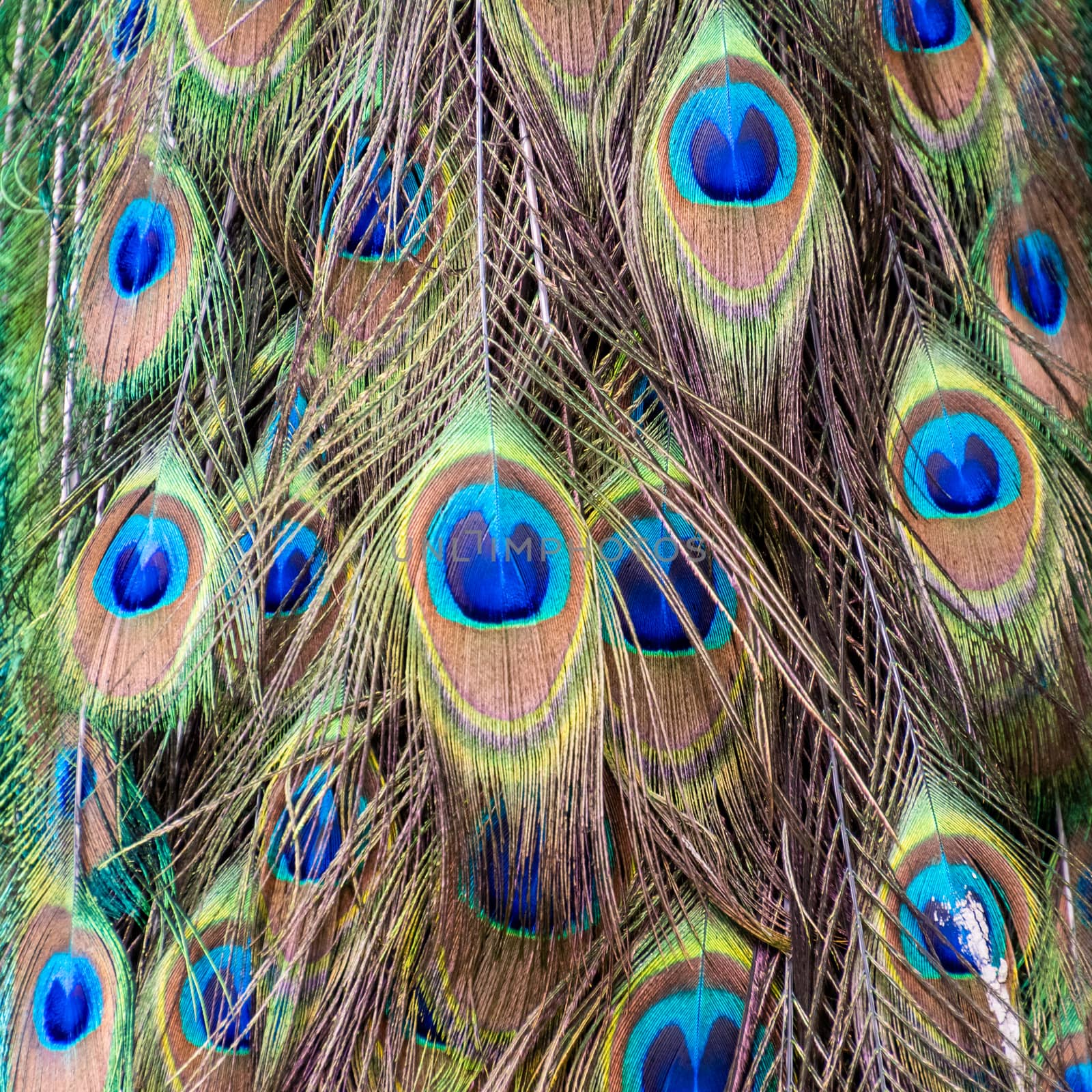 Peacock peafowl tail feather eye pattern blue gold green tones