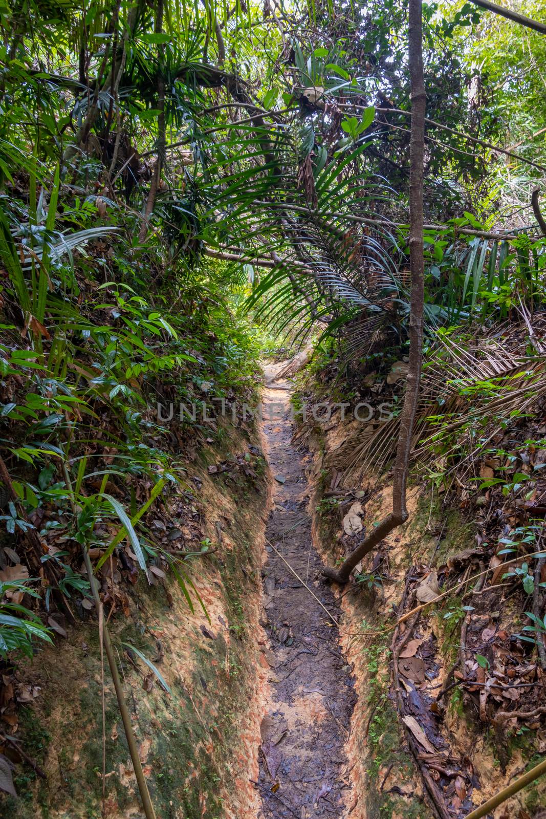 Penang island hiking path leading through tropical rain forest