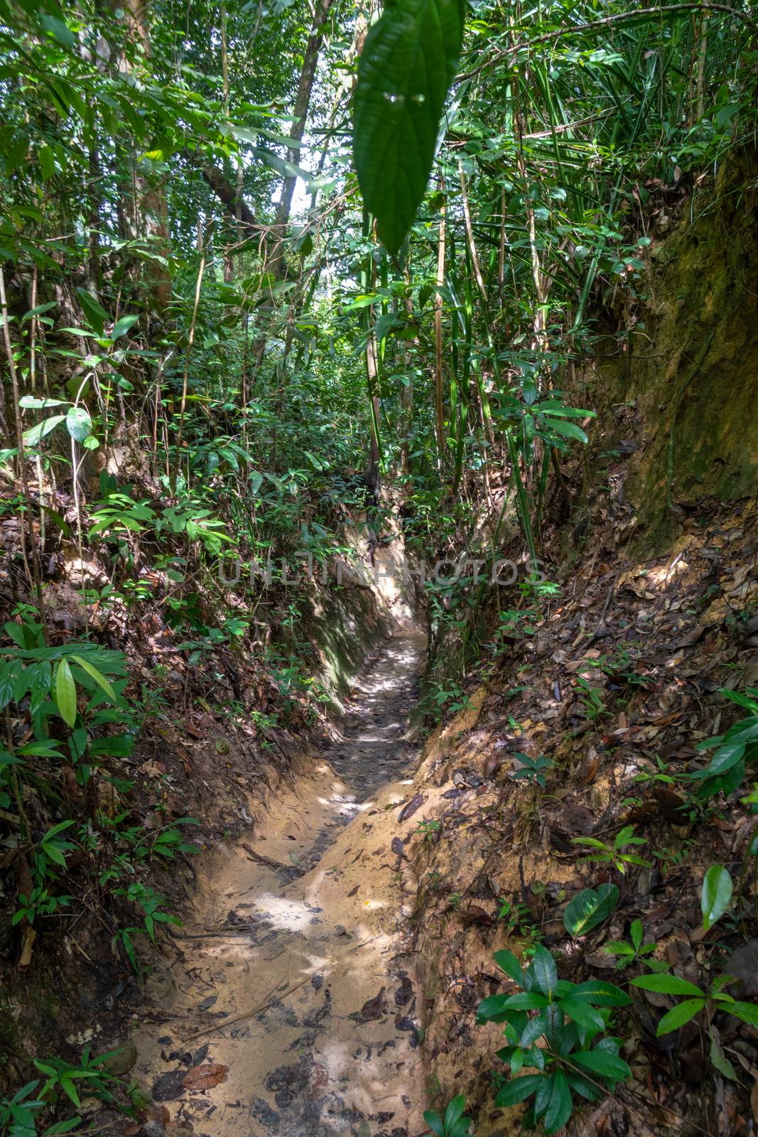 Penang National Park hiking path cutting deep through the muddy