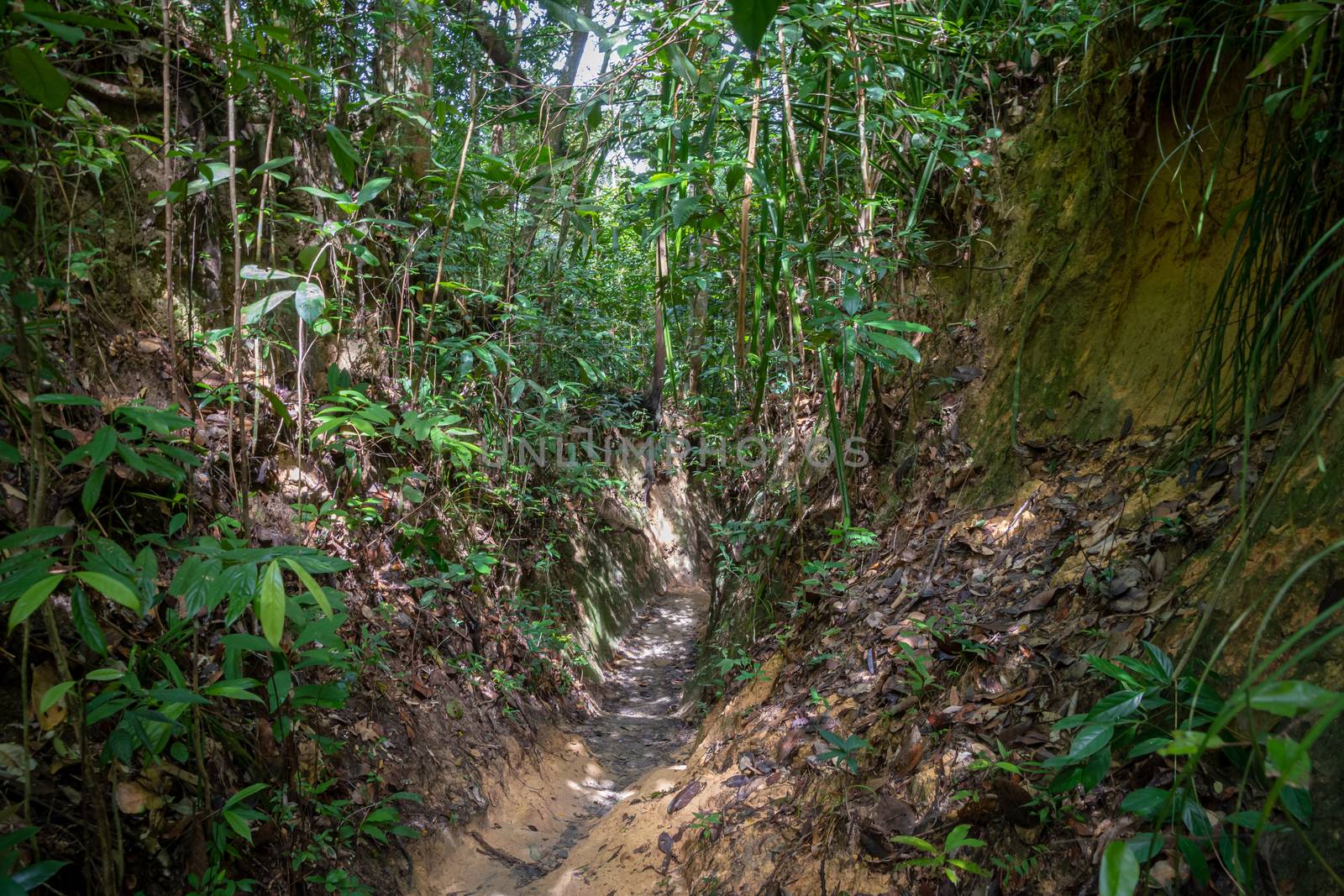 Penang National Park hiking path cutting deep through the muddy rain forest in Malaysia by MXW_Stock