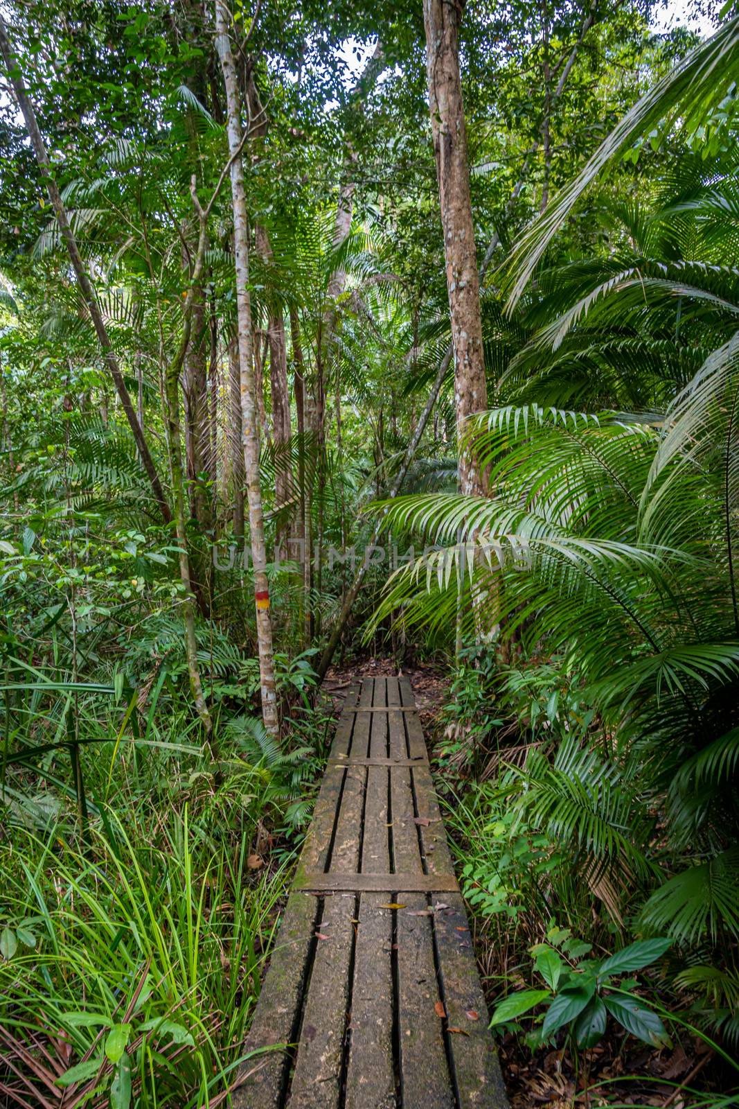 Penang National park wooden hiking path leading through tropical rain forest by MXW_Stock