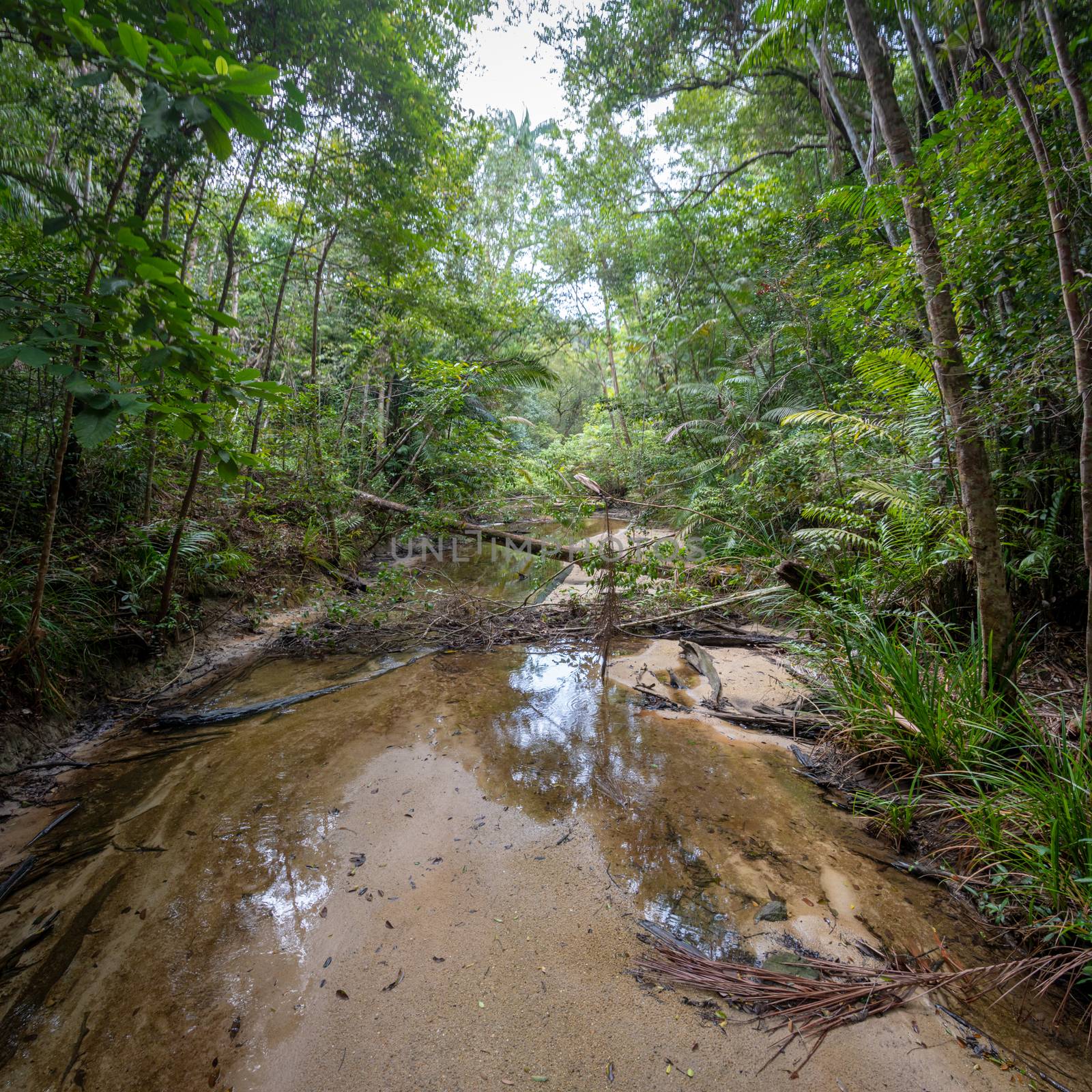 Penang National park sandy river in tropical rain forest