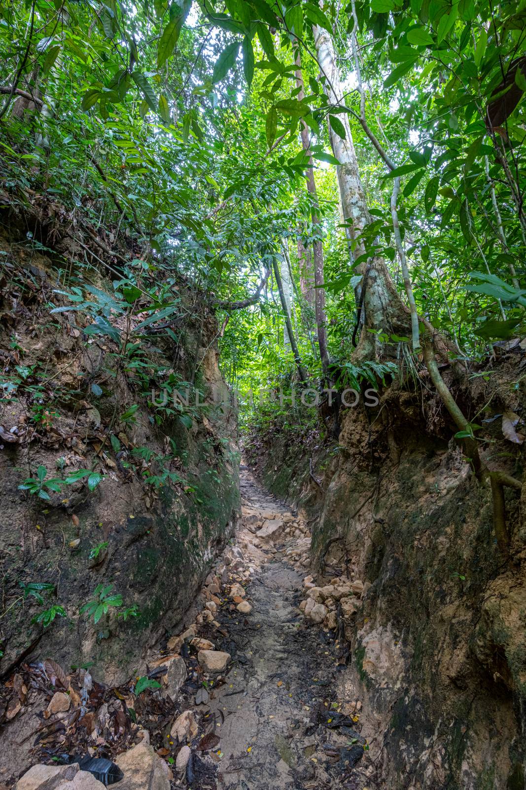 Penang island hiking path cutting through muddy tropical rain forest