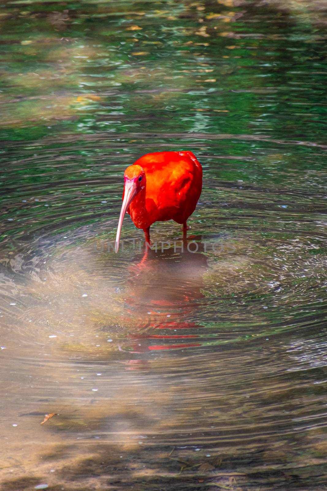 Scarlet ibis with red feathers and beak walking through shallow waters