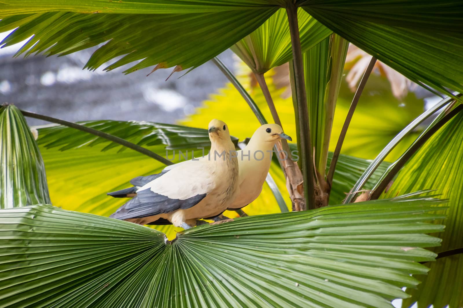 Pied imperial pigeon couple sitting on leaves of palm tree by MXW_Stock