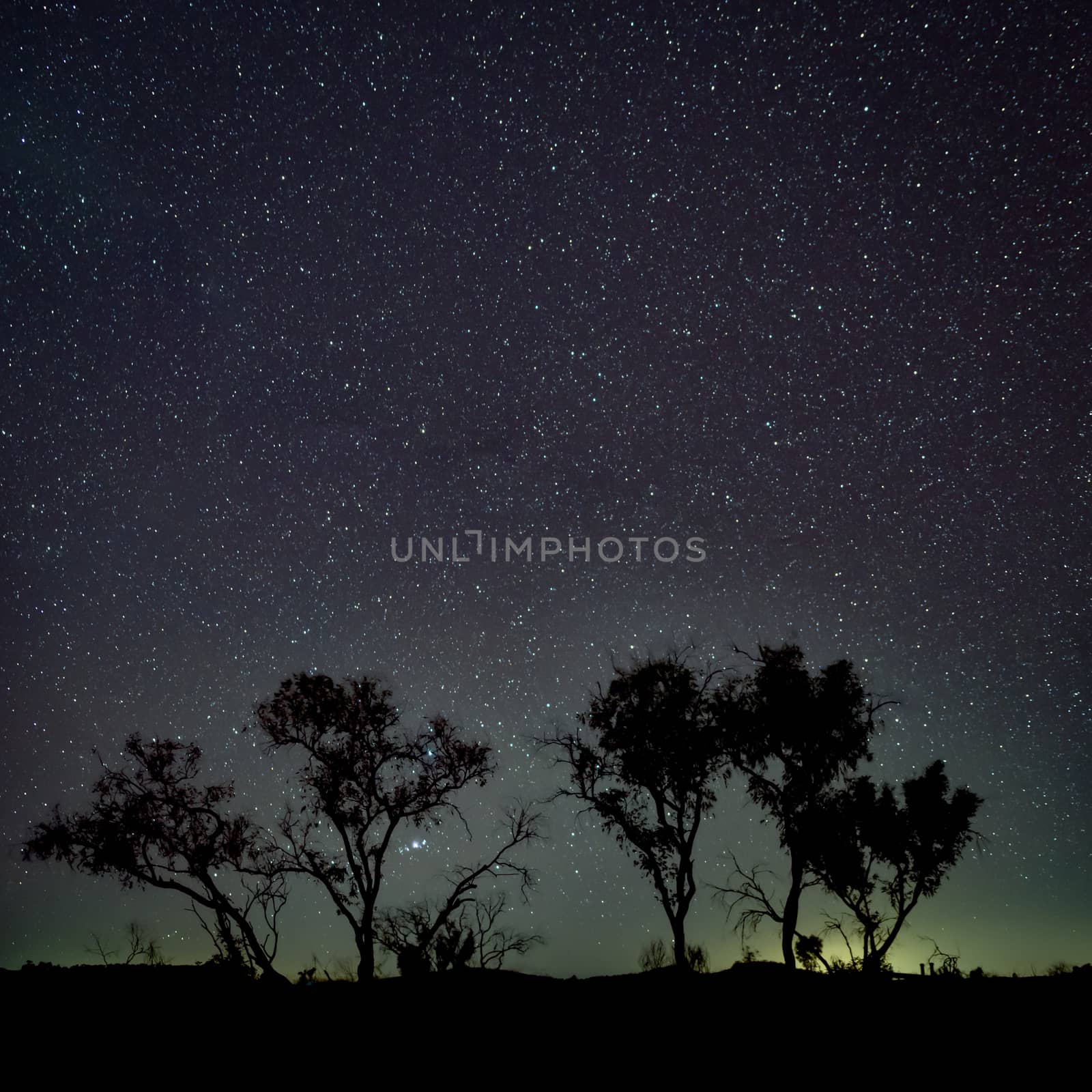 Silhouette of trees in front of dark night sky in southern hemisphere Australia by MXW_Stock