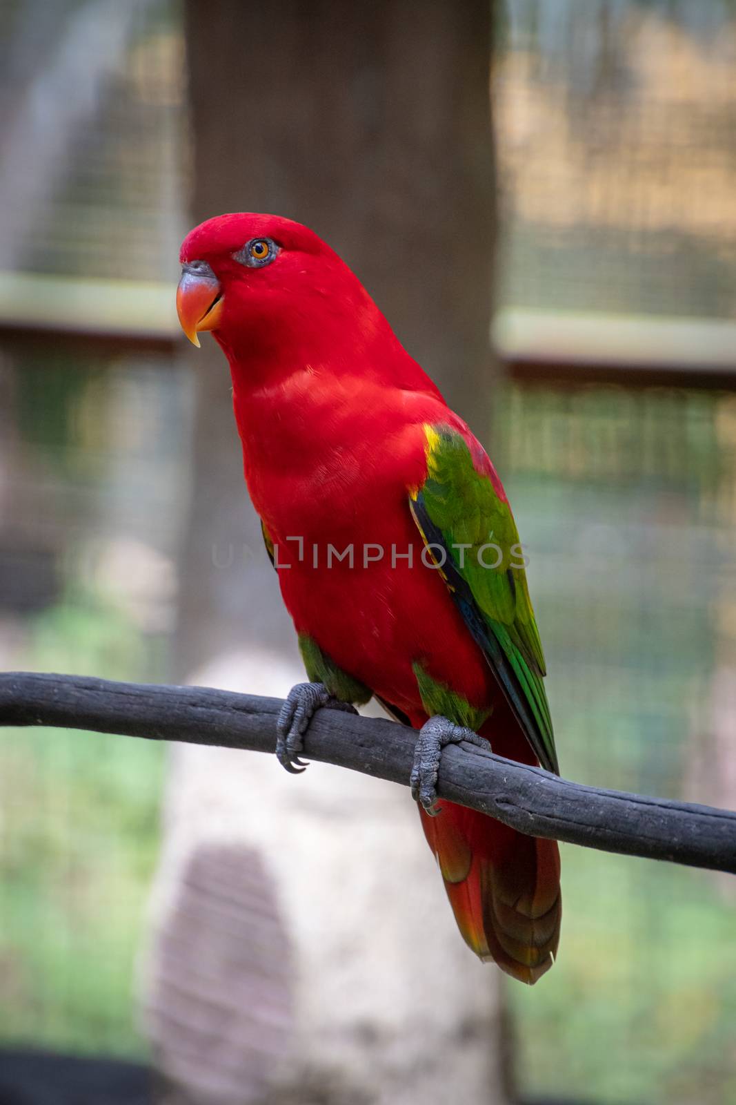 Red parrot popinjay with green yellow and blue wing feathers in Malaysia by MXW_Stock