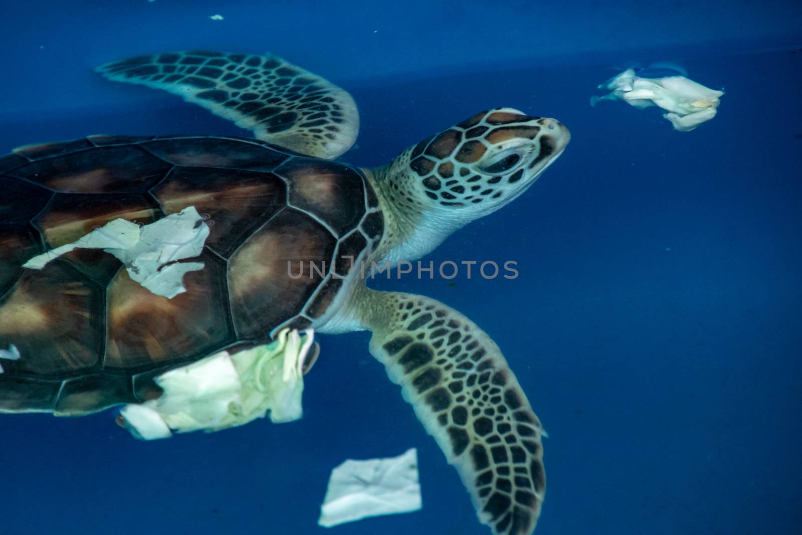Sea turtle at water tank in sea turtle rescue station in Malaysia by MXW_Stock