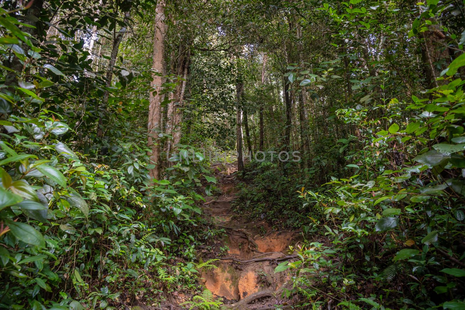 Steep hiking path inside tropical rain forest in Cameron Highlands Malaysia by MXW_Stock