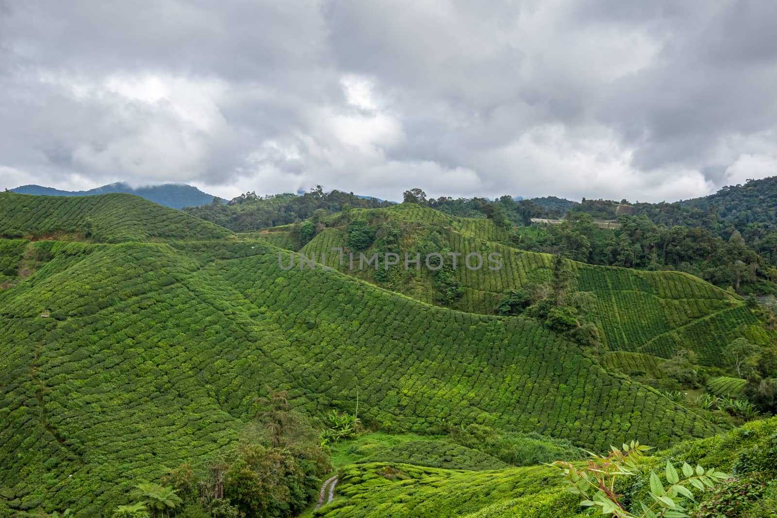 Tea plant rows covering steep mountain slopes in Cameron Highlands Malaysia by MXW_Stock