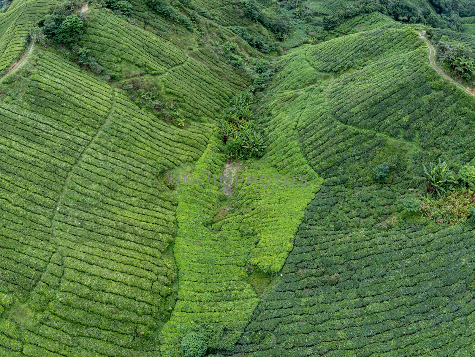 Tea plantation aerial photo showing rows of camellia sinensis covering mountain slope