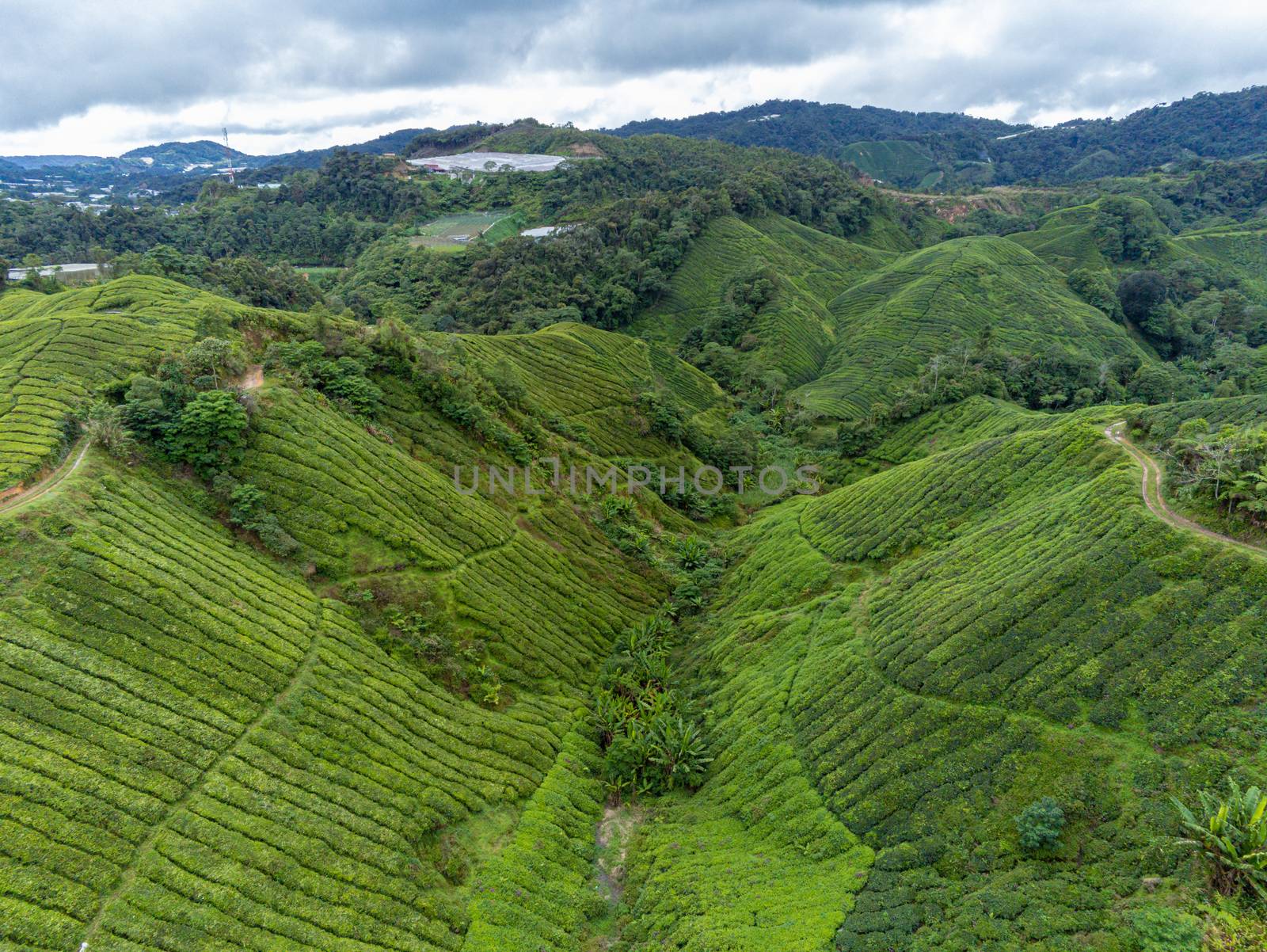 Tea plantation aerial photo showing rows of camellia sinensis covering mountains in the Cameron Highlands
