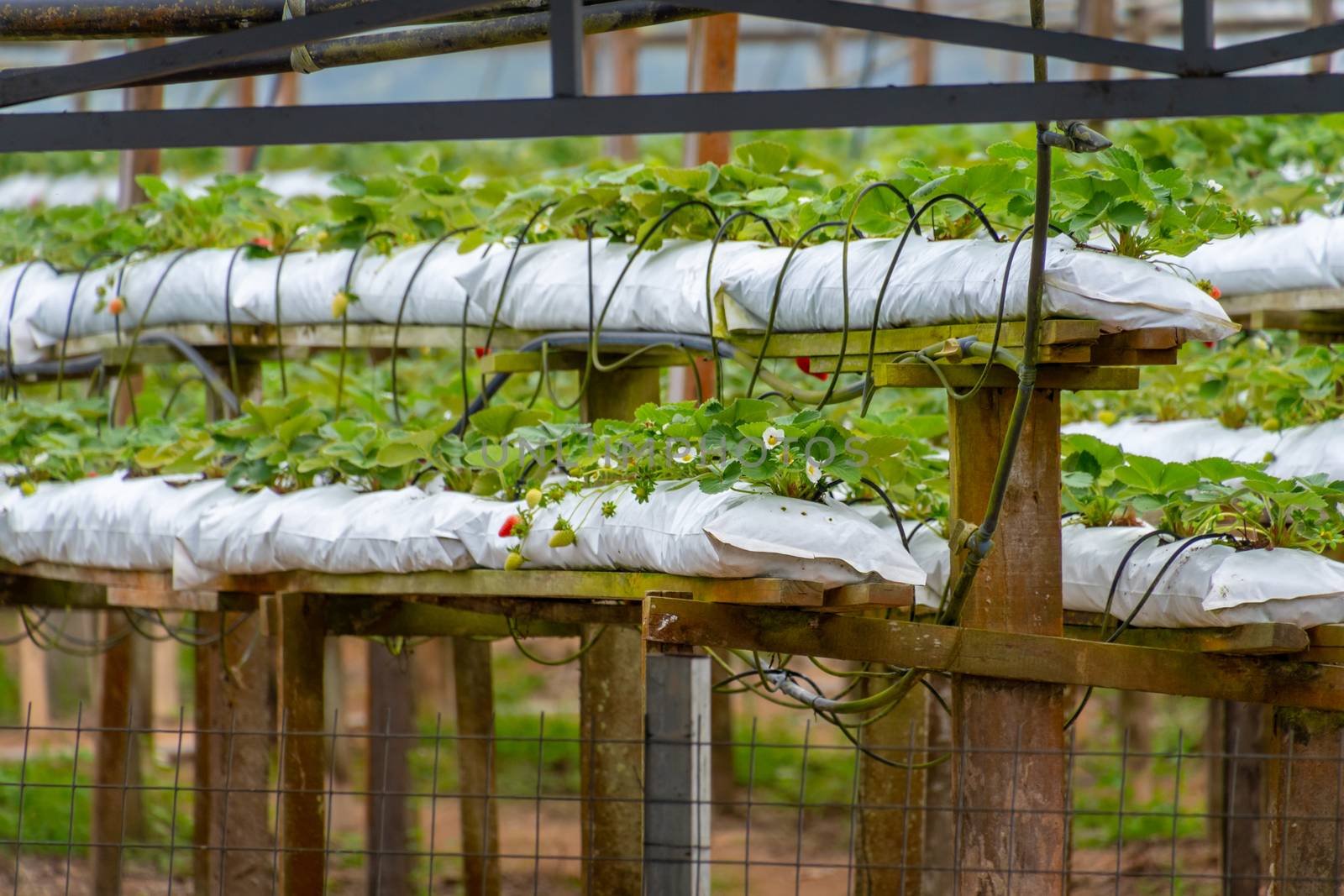 Strawberry farm in the Cameron Highlands in Malaysia