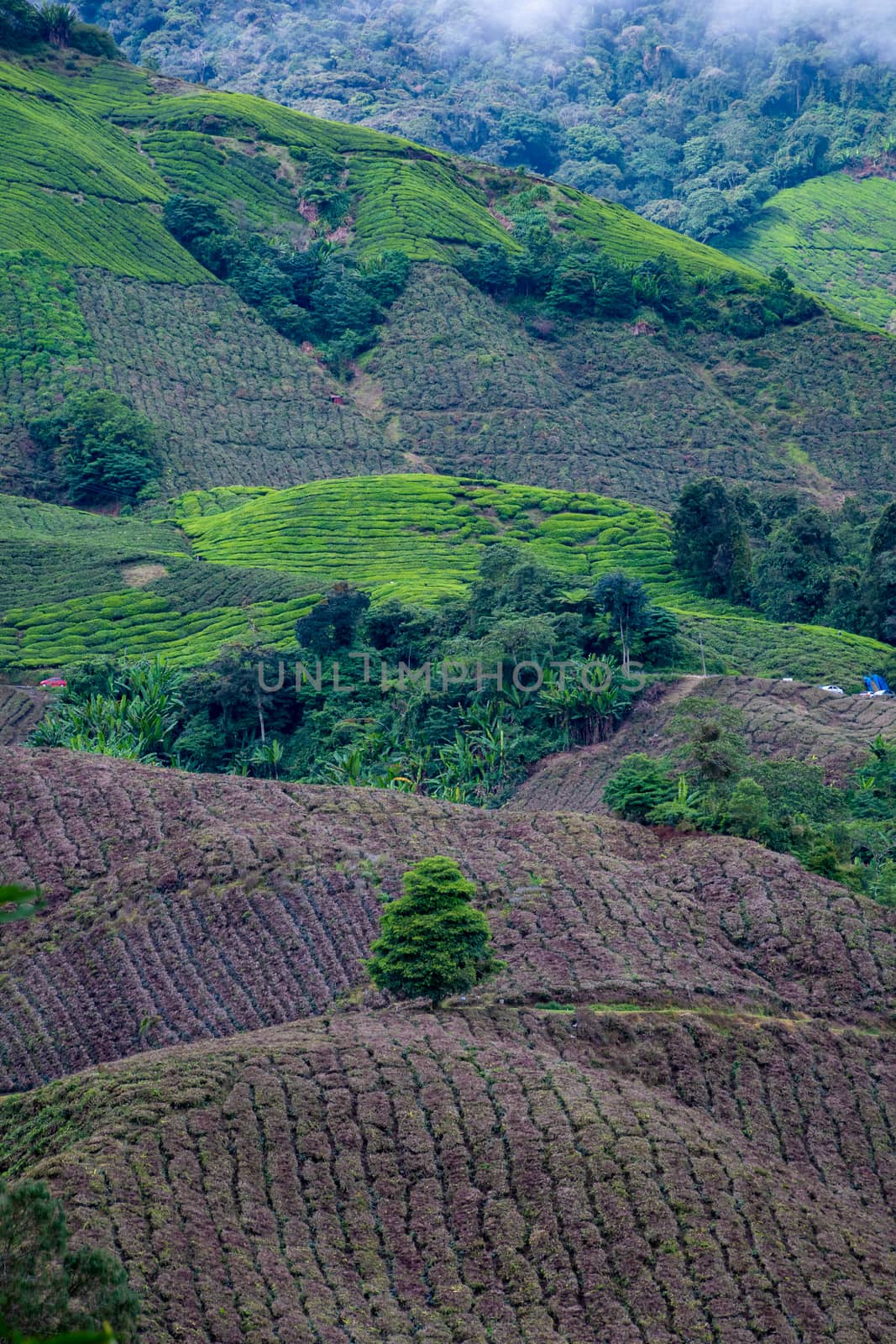 Tea plantation cut down camellia sinensis plants in front of green fields by MXW_Stock