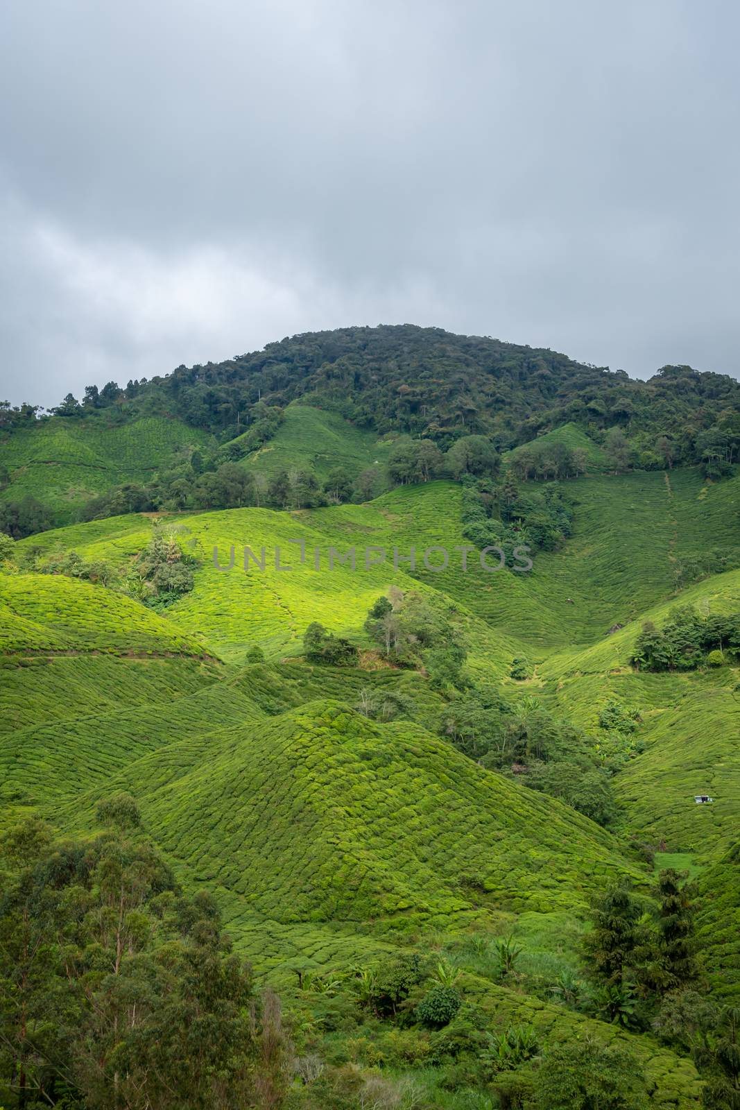 Tea plantation covering the rainy Cameron Highlands in Malaysia by MXW_Stock