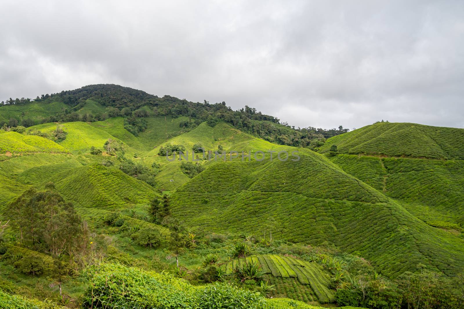 Tea plantation covering mountains at Cameron Highlands in Malaysia