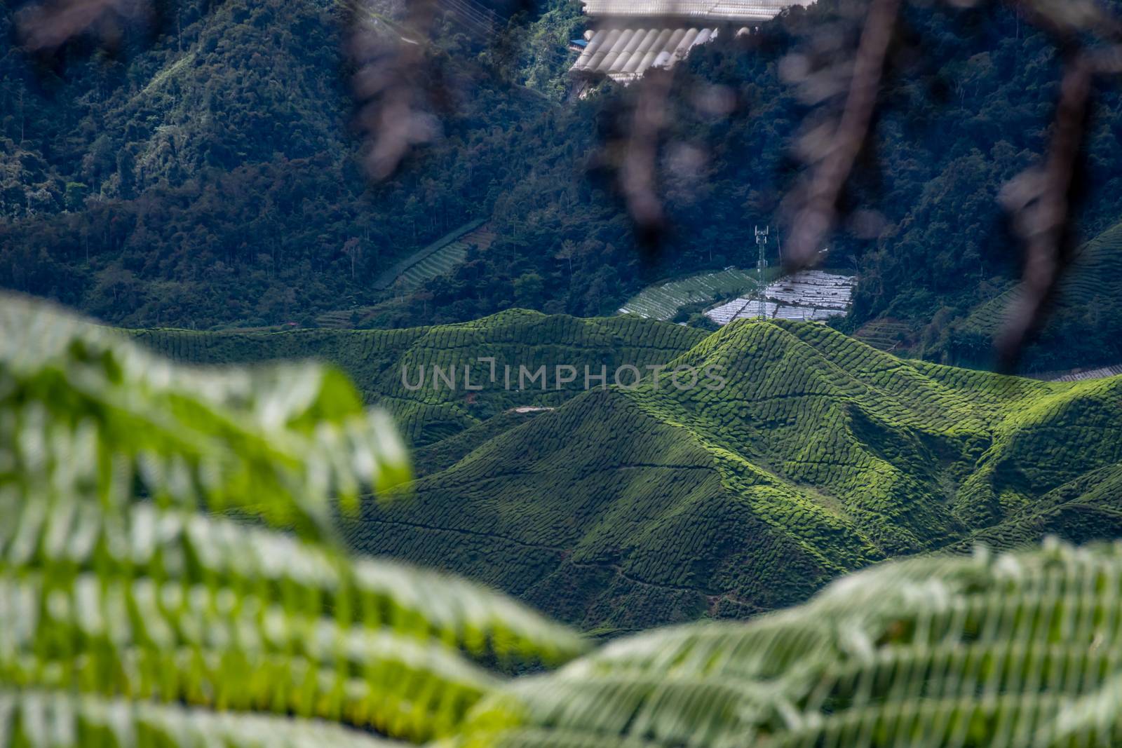 Tea plantations covering valleys and mountains of Cameron Highlands in Malaysia by MXW_Stock
