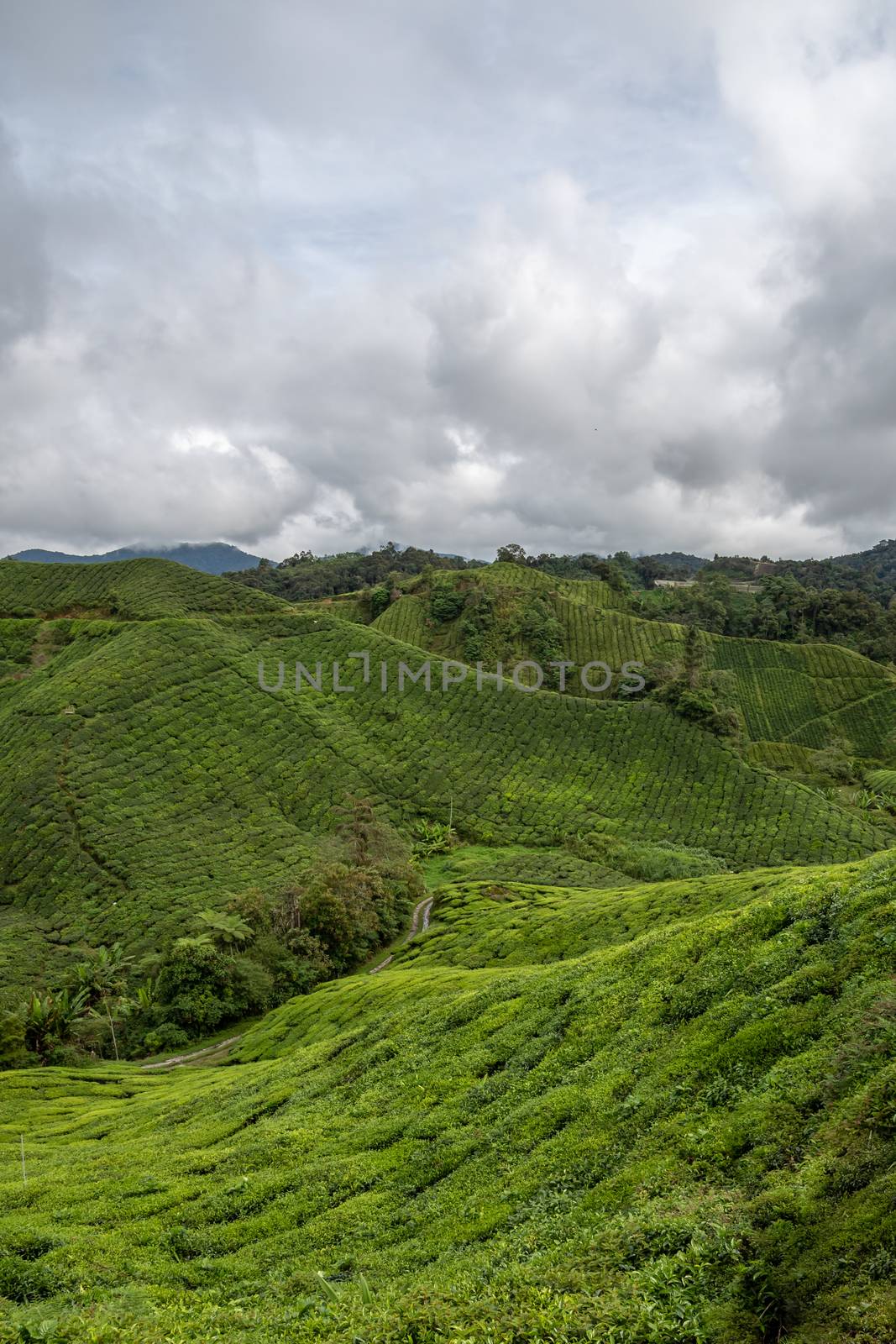 Tea plantation big farm covering mountains at Cameron Highlands in Malaysia