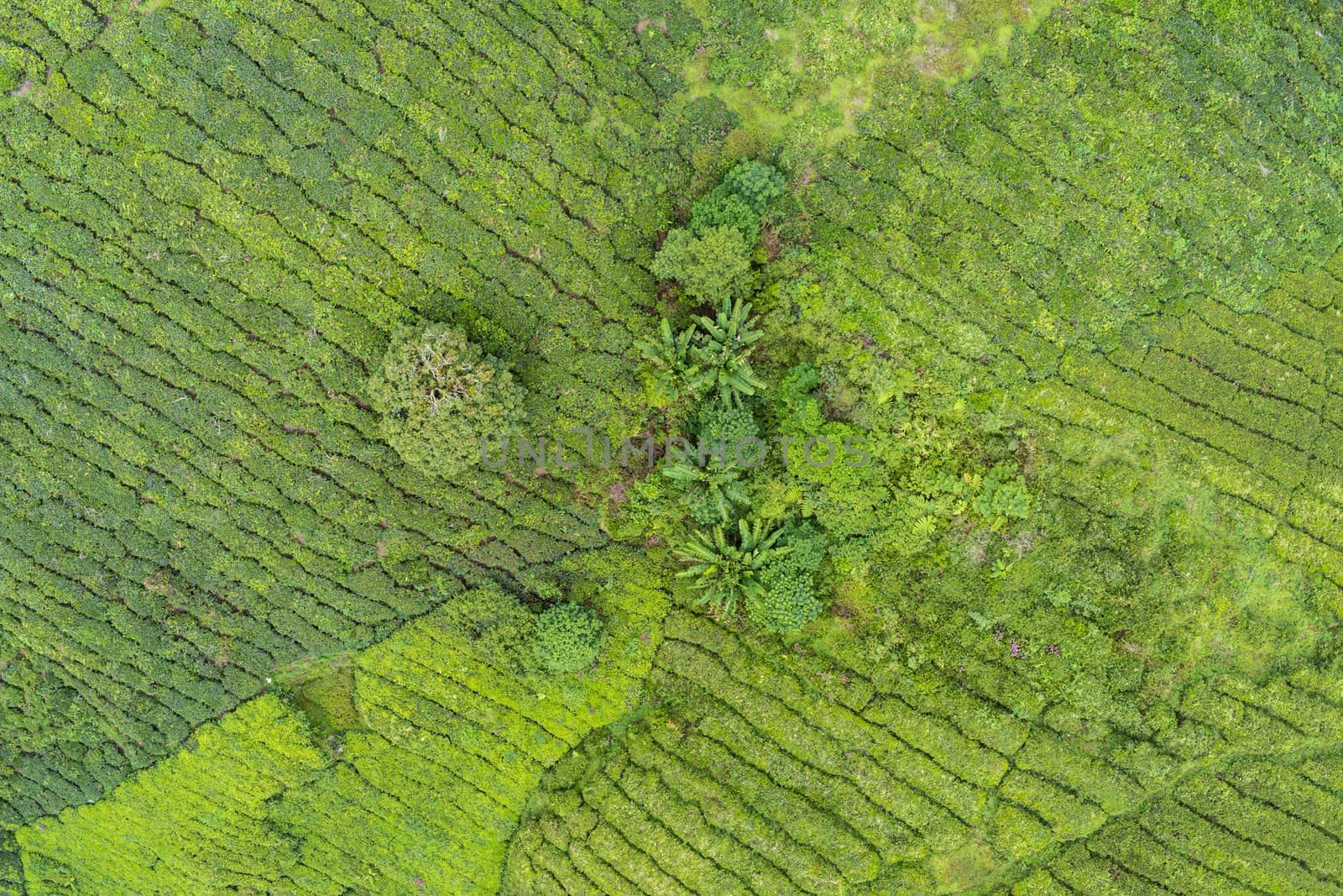 Tea plantation aerial image facing downwards on rows of camellia sinensis plants