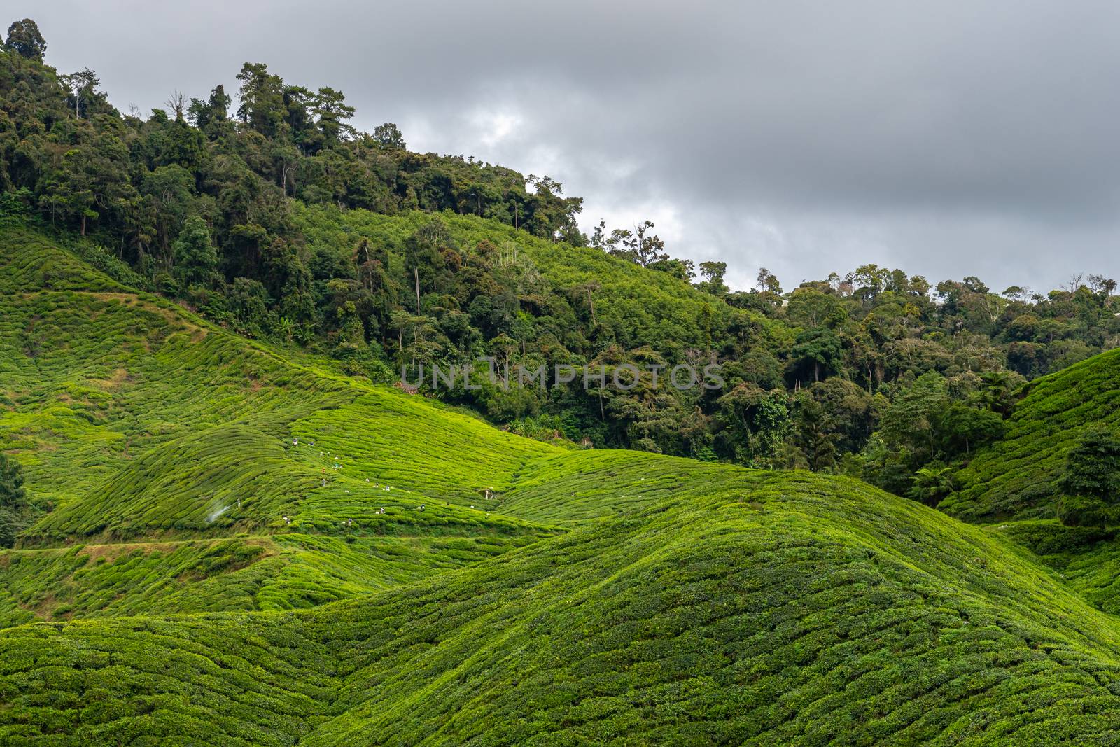 Tea plantation in front of tropical rain forest in Malaysia by MXW_Stock