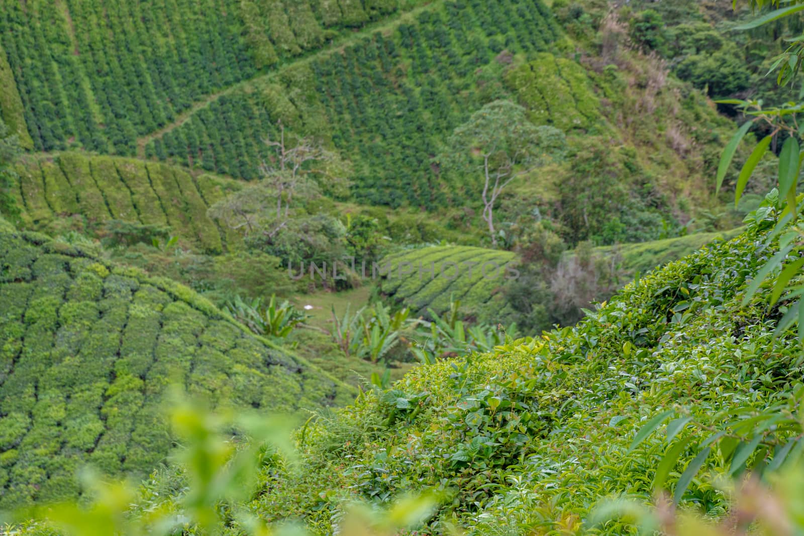 Tea plants Camellia sinensis covering slopes at tea plantation by MXW_Stock