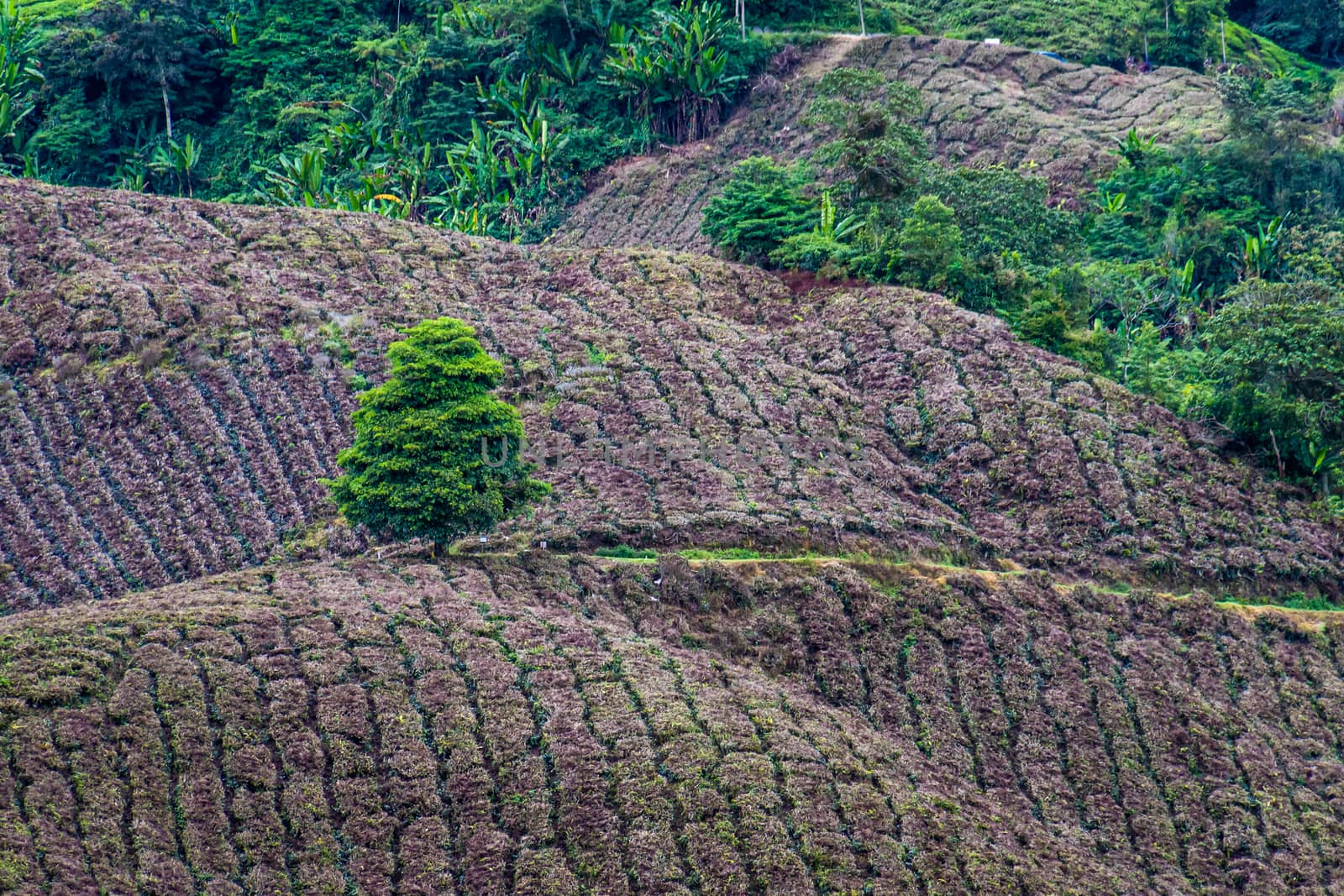 Tea plantation cut camellia sinensis after being harvested