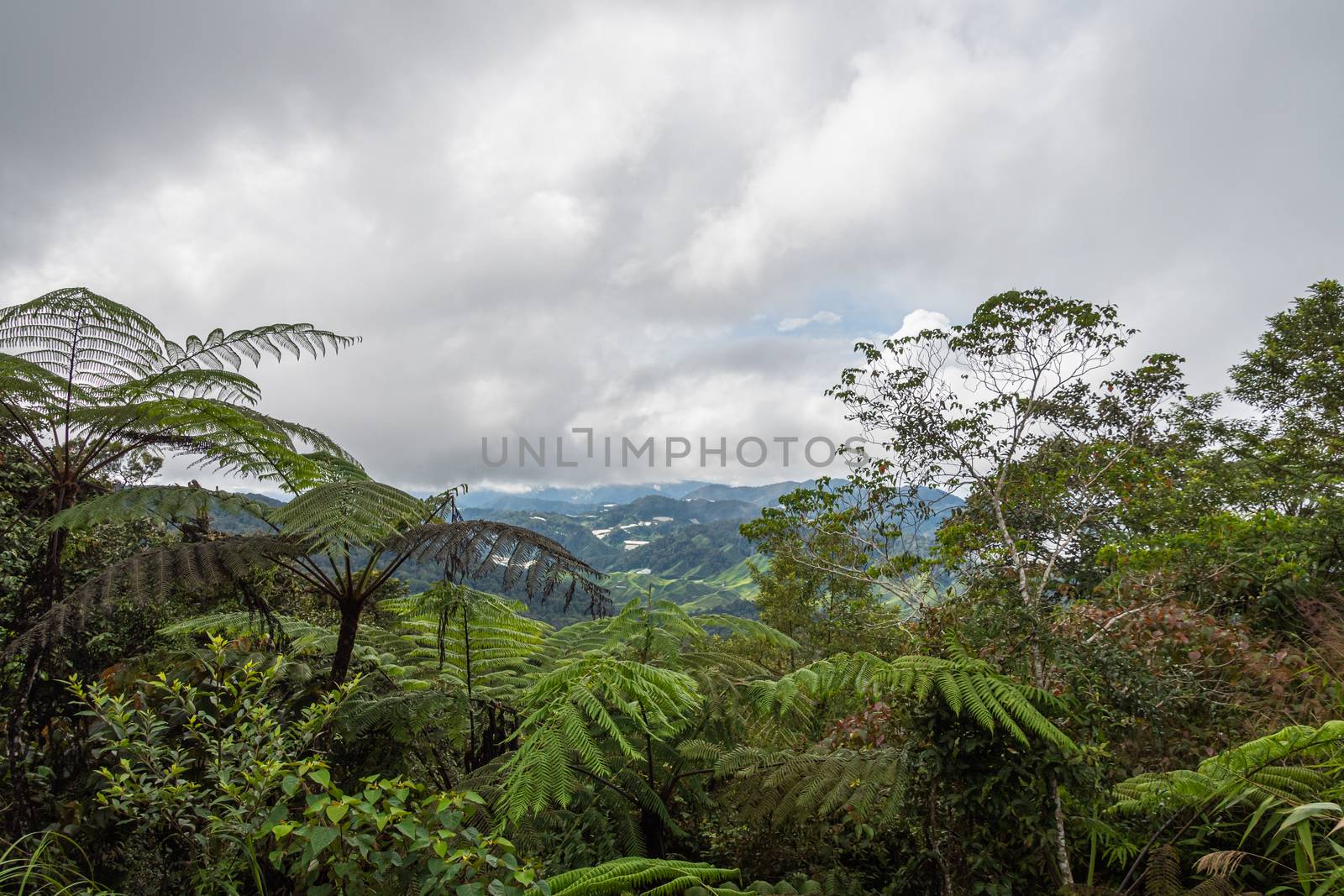 Tree ferns and tropical rain forest at Cameron Highlands Malaysia by MXW_Stock