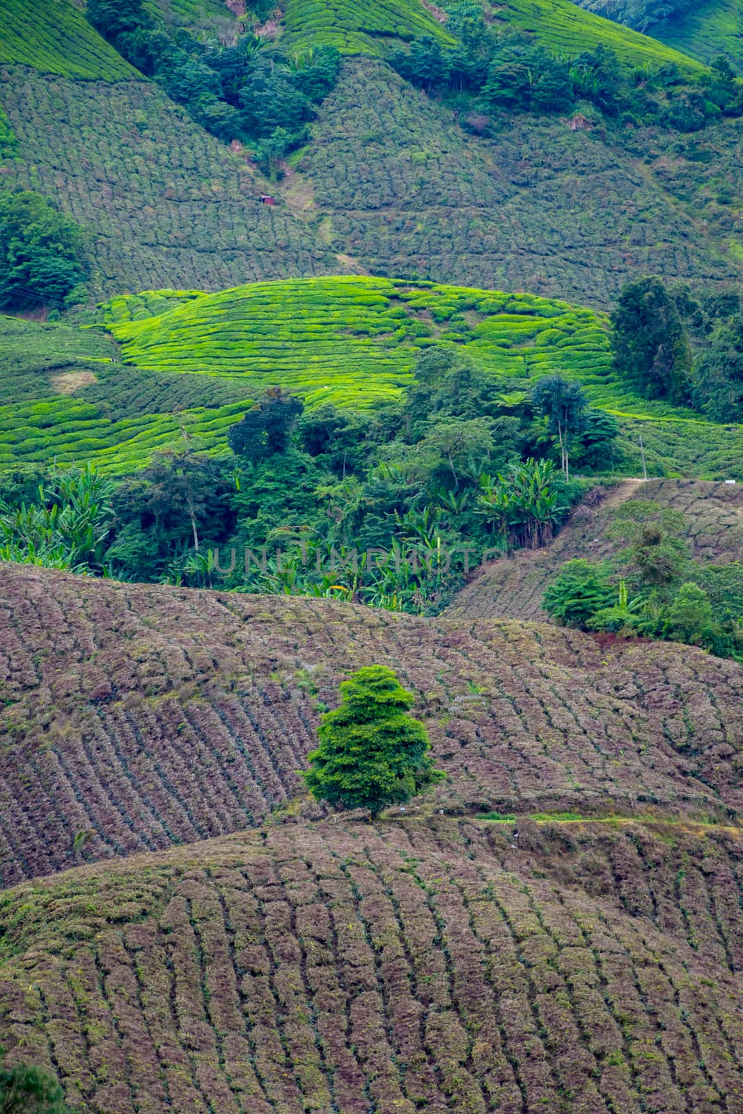 Tea plantation rows of Camellia sinensis reaching from valley bottom to mountain top by MXW_Stock