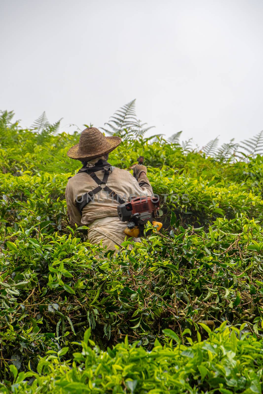 Tea plantation working cutting down tea plants after harvest by MXW_Stock