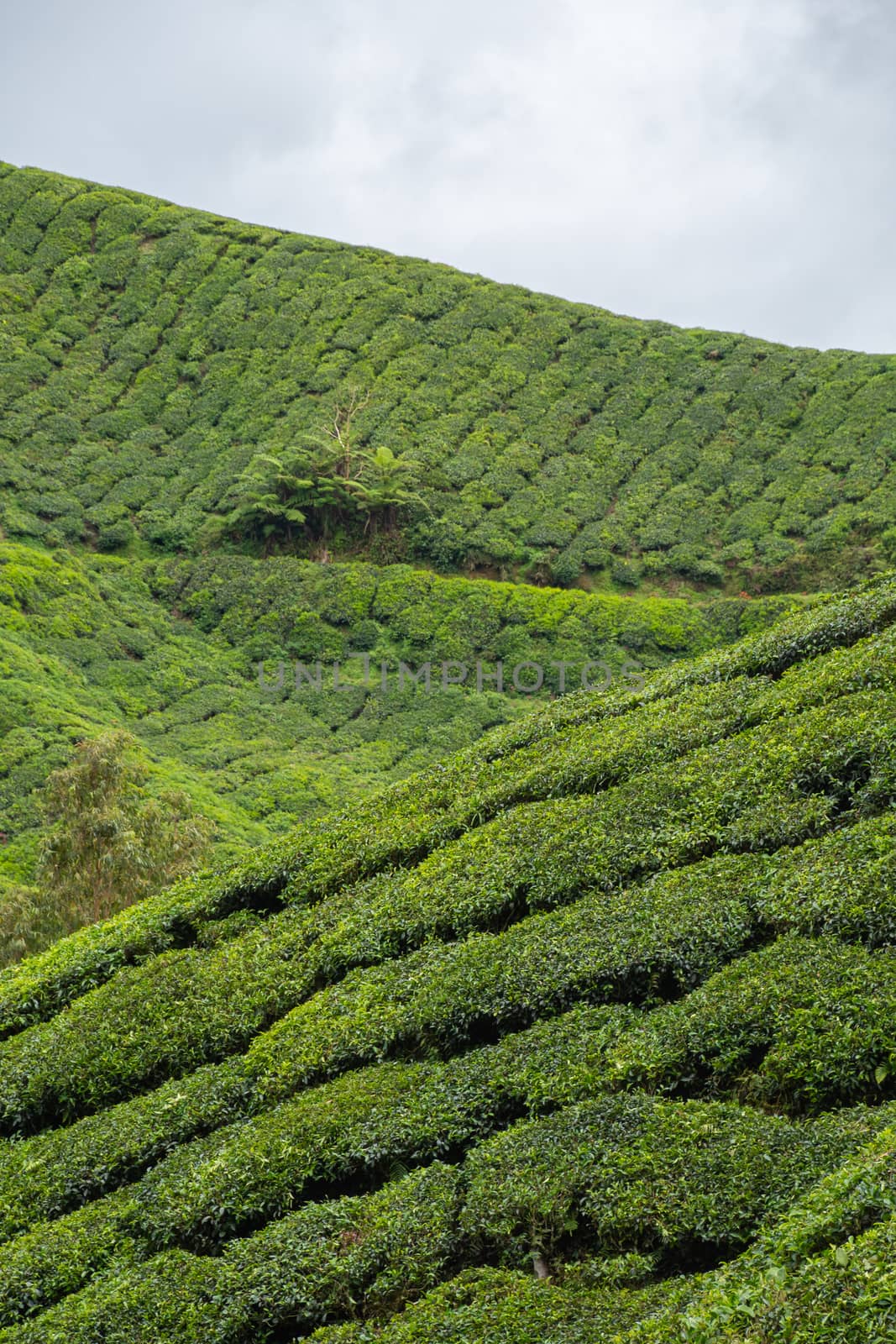 Tea plantation rows of camellia sinensis covering hill slopes