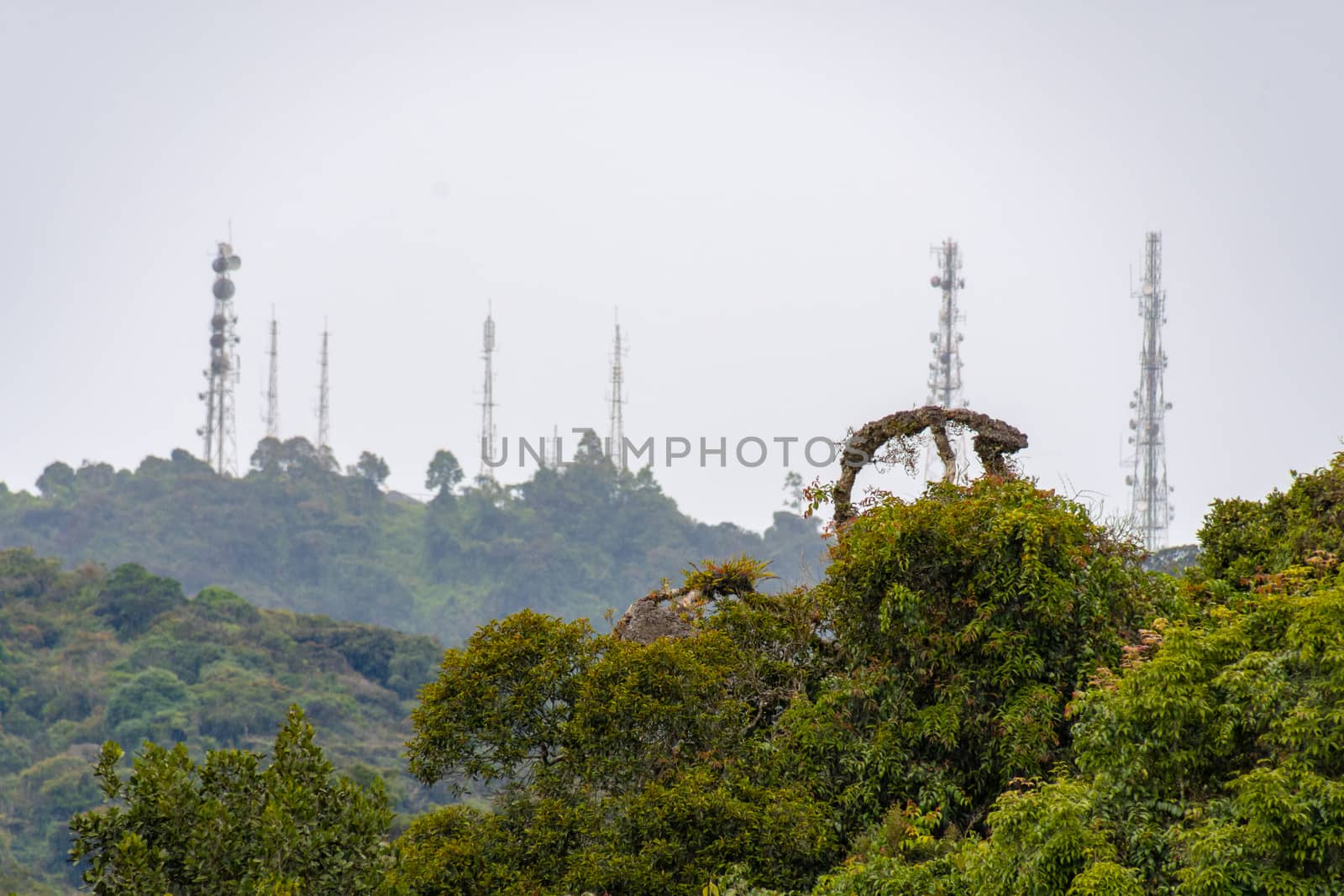 Tree tops of tropical rain forest in front of modern transmission tower