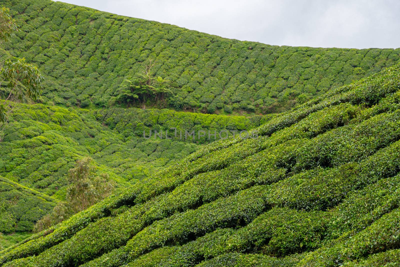 Tea plants camellia sinensis growing in Cameron Highlands Malaysia by MXW_Stock