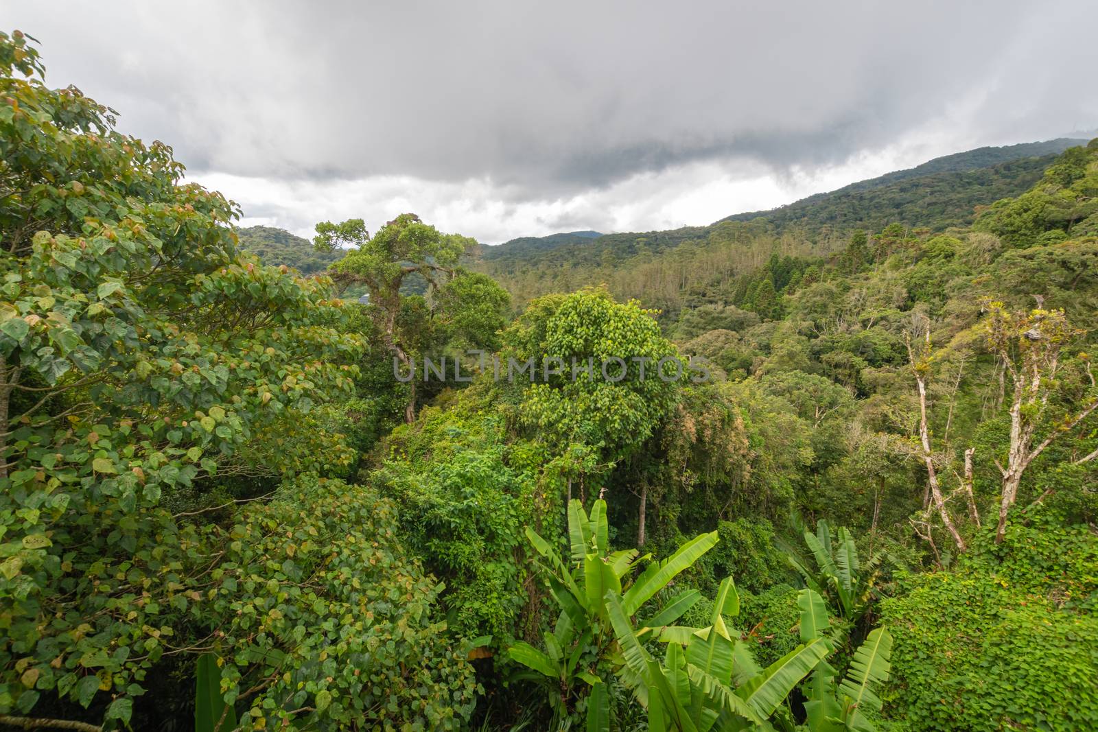 Tropical rain forest in Cameron Highlands in Malaysia by MXW_Stock