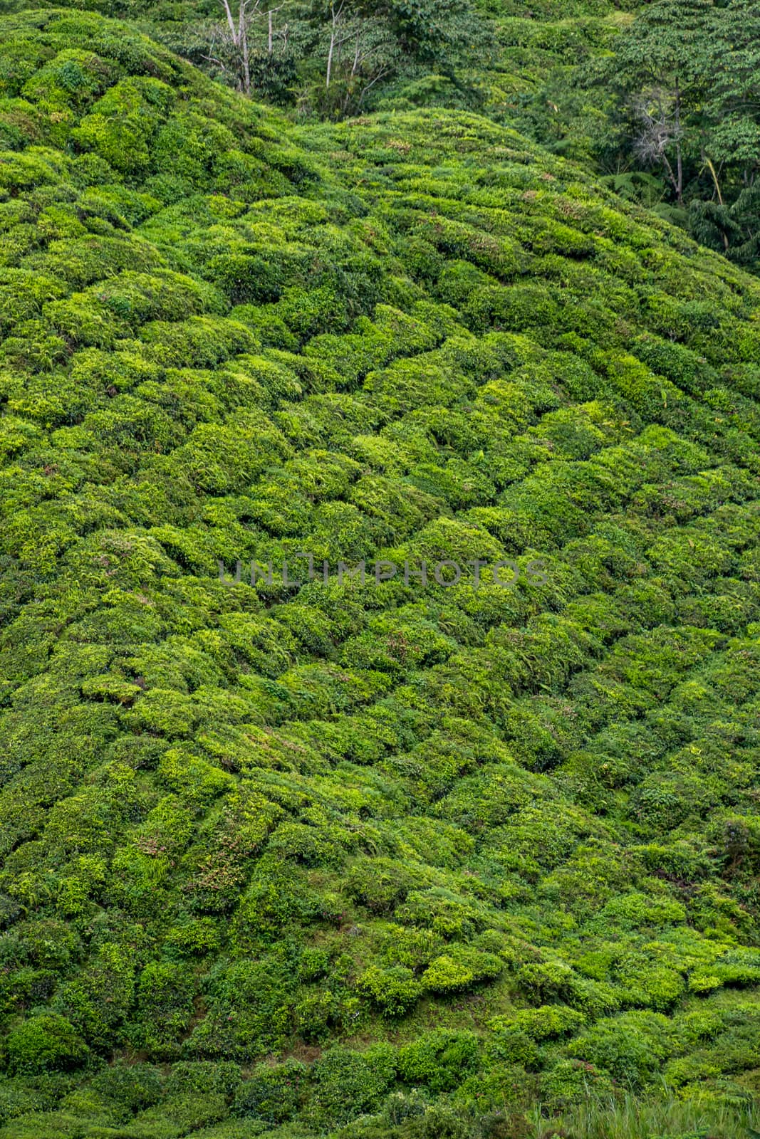 Tea plants covering steep mountain slope in Malaysia by MXW_Stock