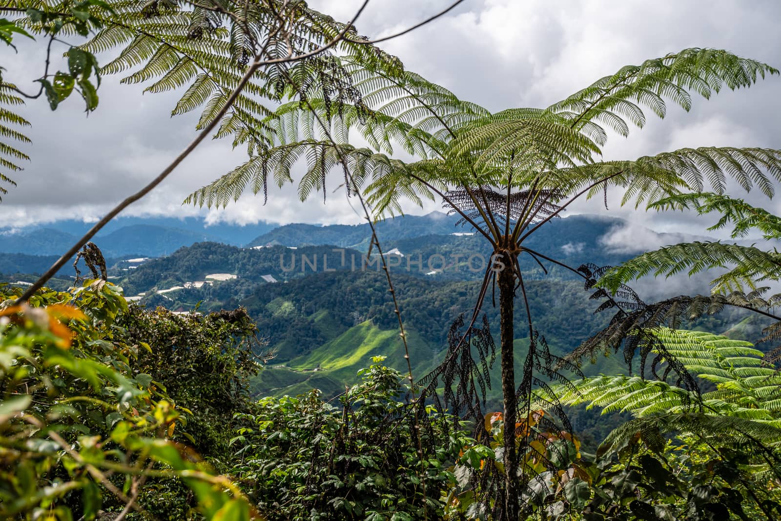 Tropical rain forest in front of tea plantation valleys in the Cameron Highlands of Malaysia by MXW_Stock