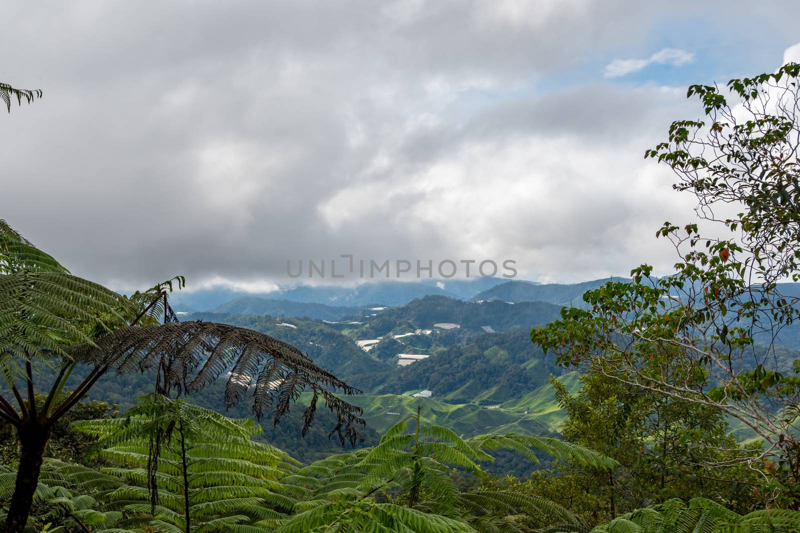 Tropical rain forest covering mountains at Cameron Highlands