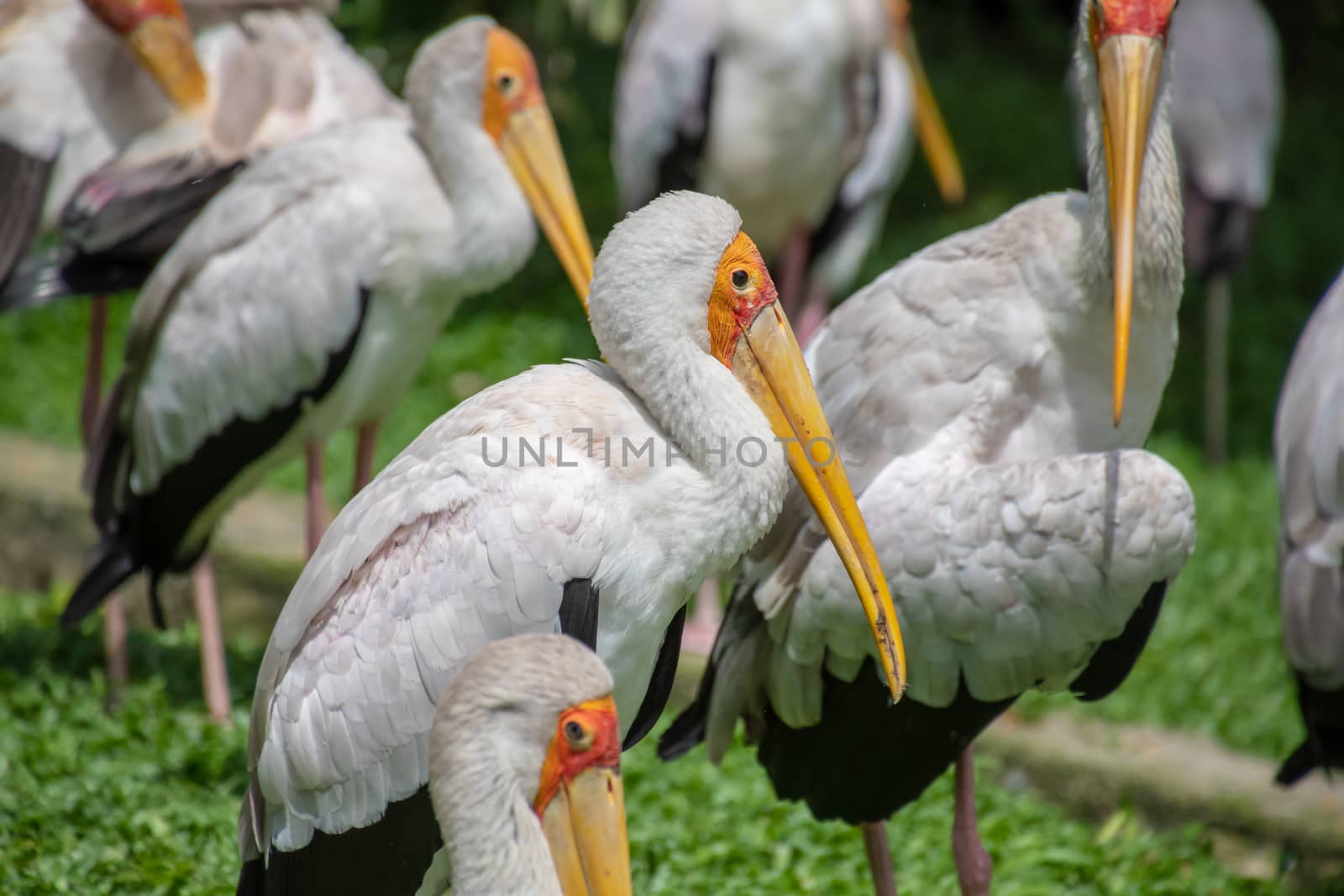 Yellow-billed stork swarm with white and black feathers and yellow beak in Malaysia by MXW_Stock