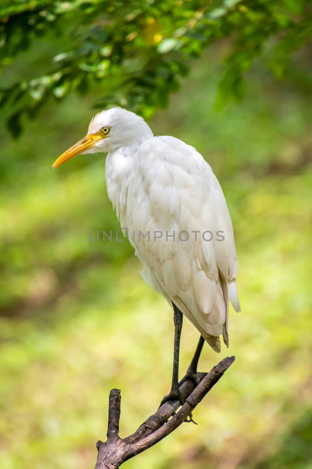 White crane bird sitting on branch in Asia