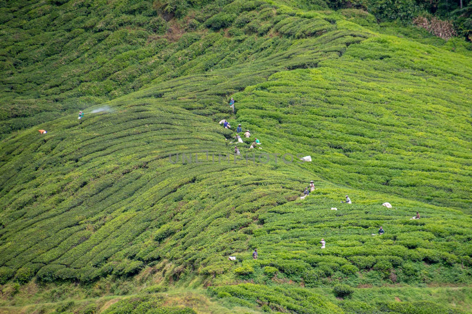 Workers at tea plantation harvesting tea leaves and spraying poisons