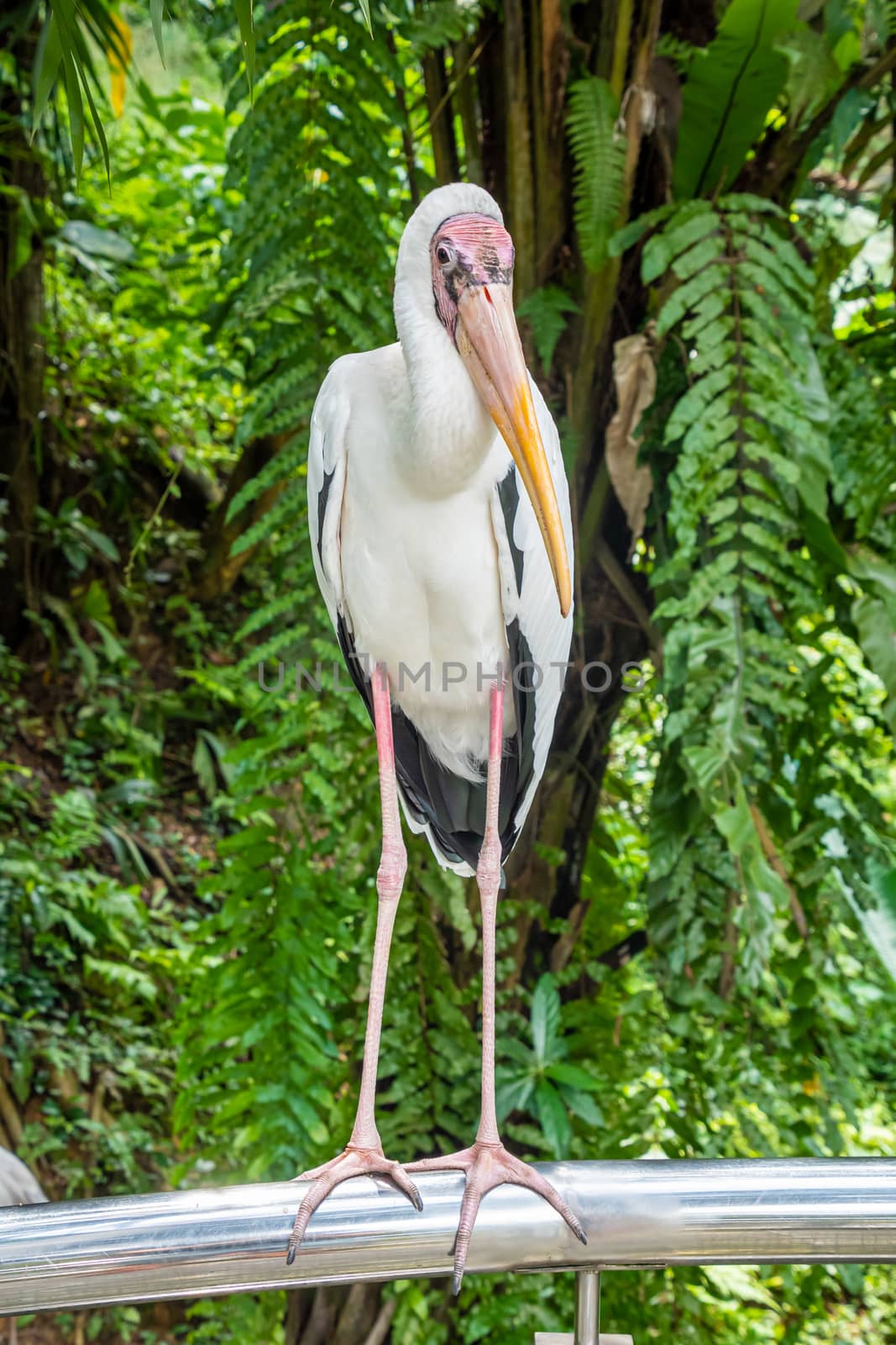 Yellow-billed stork in front of rain forest vegetation in Asia