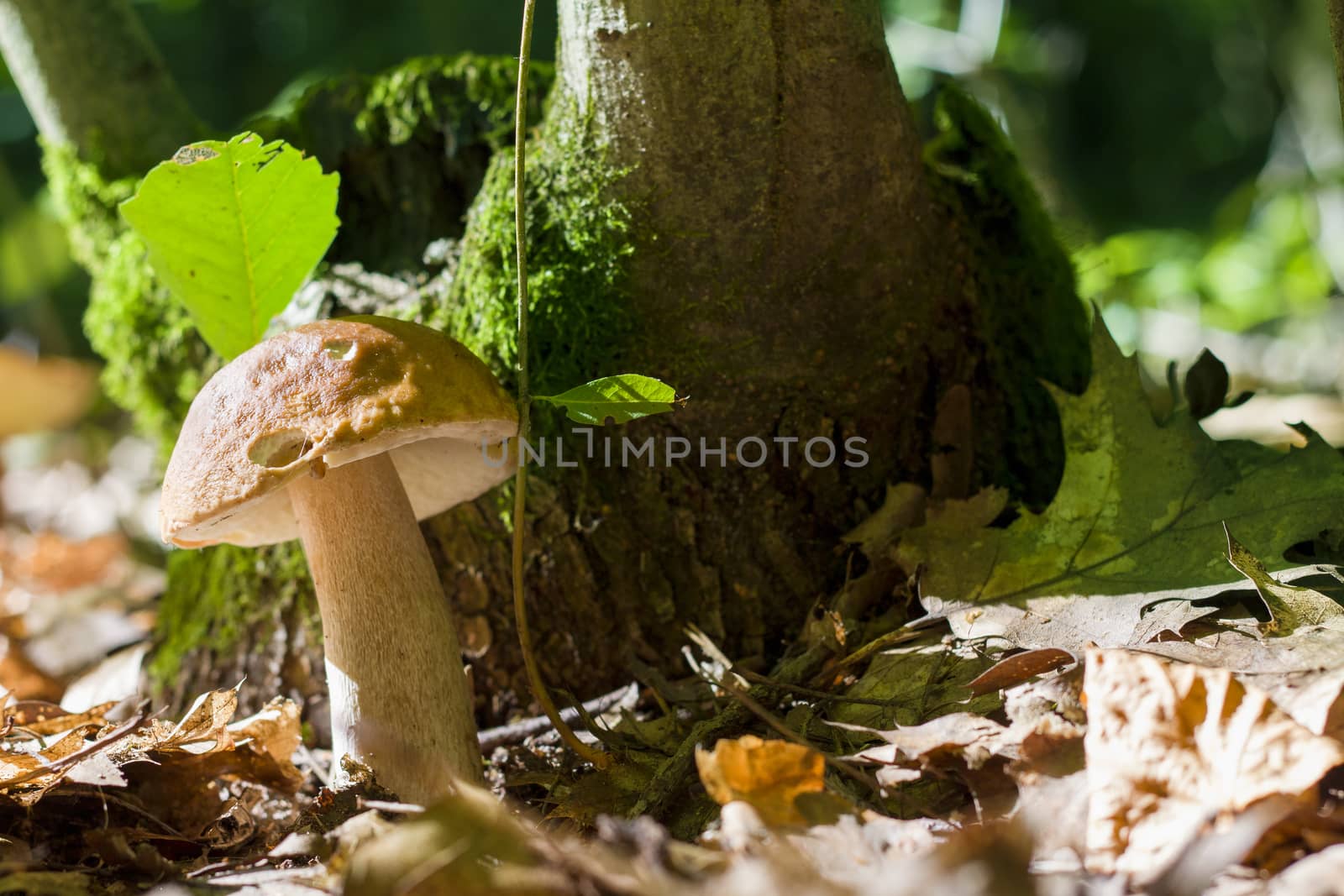 Boletus grows near hemp in sunny forest. Natural organic plants and mushroom growing in wood