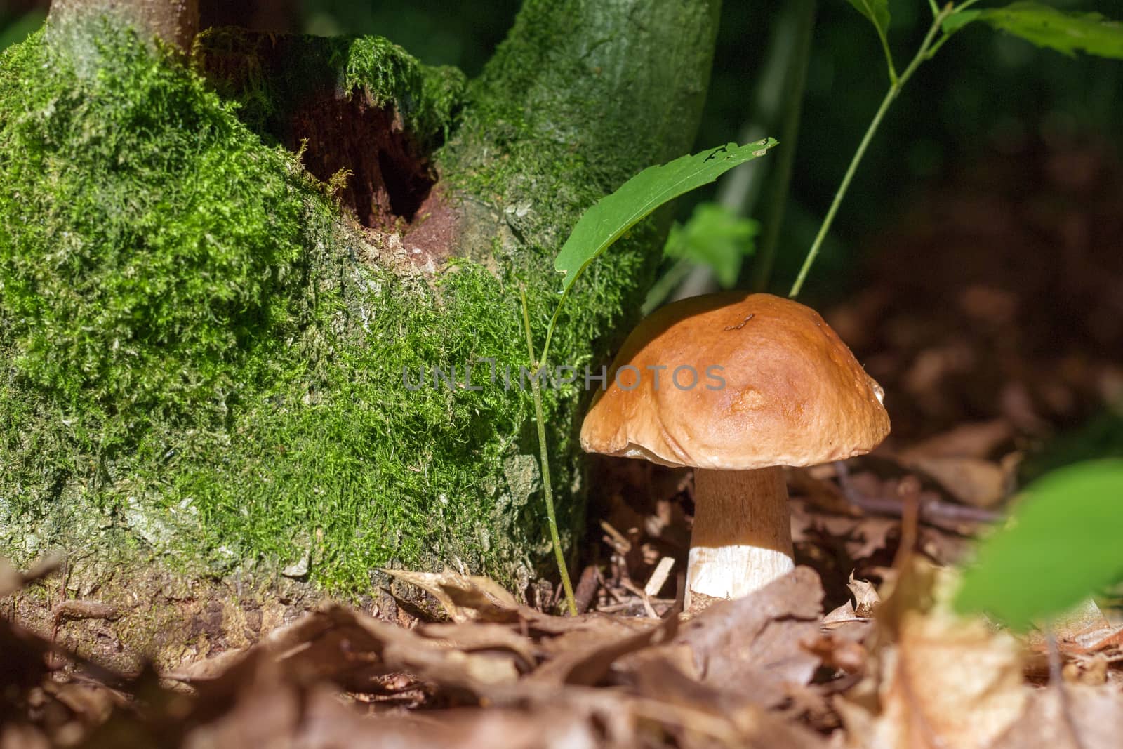 Boletus mushroom in sunny forest. Natural organic plants growing in wood