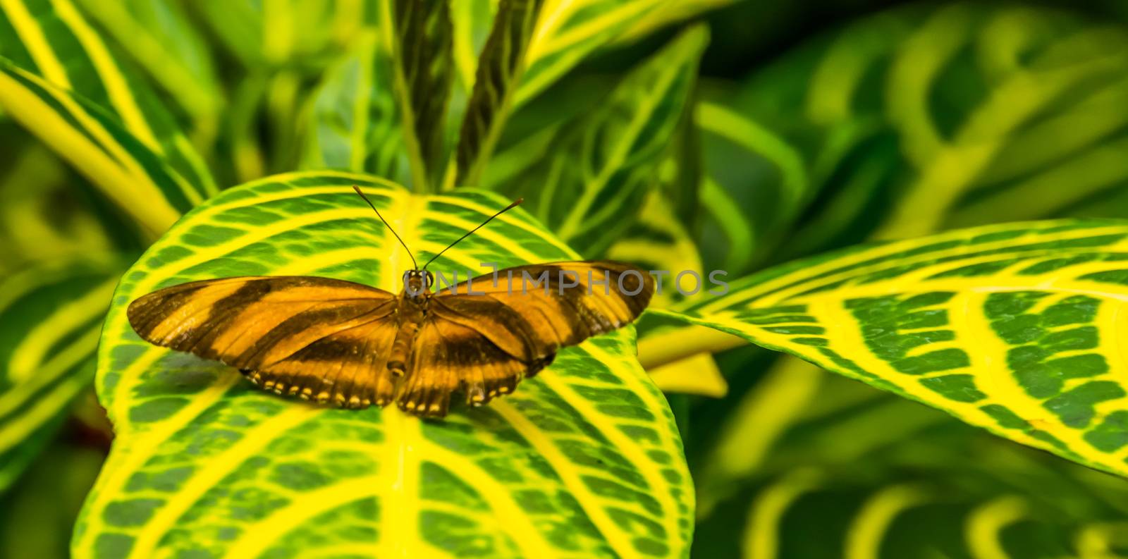 orange banded tiger heliconian in closeup, Tropical butterfly specie from brazil and mexico