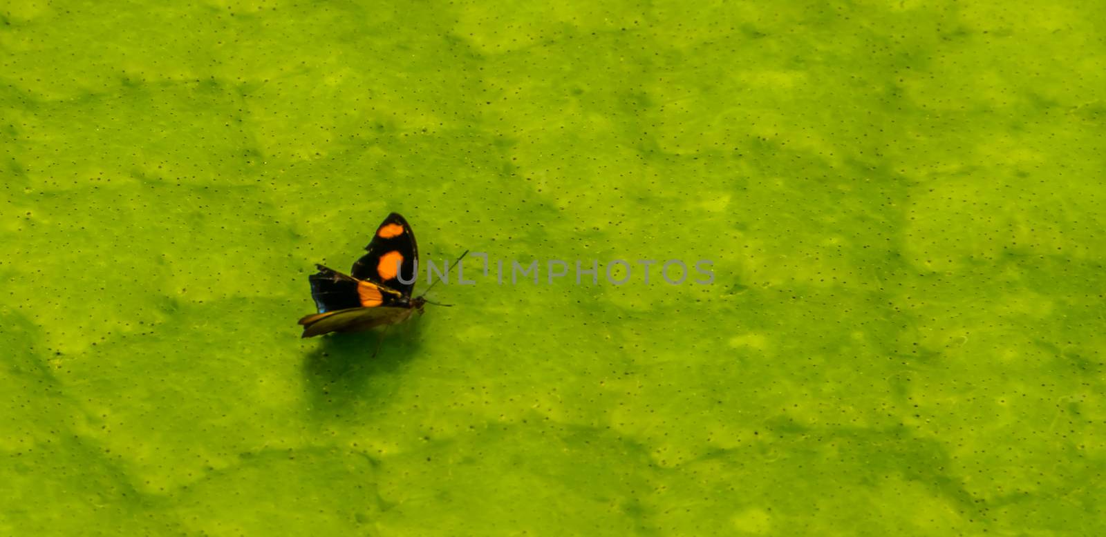 macro closeup of a male stoplight catone, small tropical butterfly specie from America