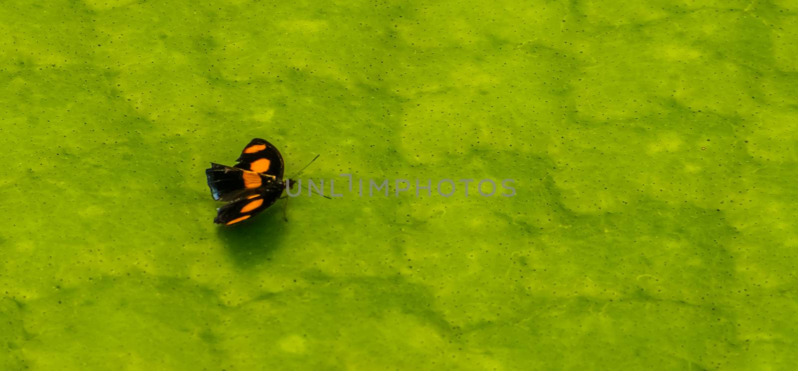 Male grecian shoemaker butterfly in macro closeup, small tropical butterfly specie from America