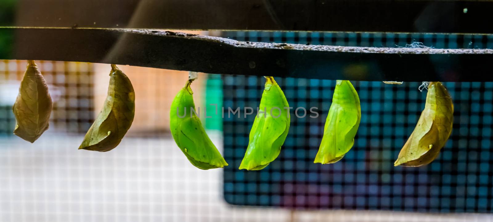 green butterfly cocoons in closeup, tropical insect specie, larva in metamorphism, Entomoculture by charlottebleijenberg