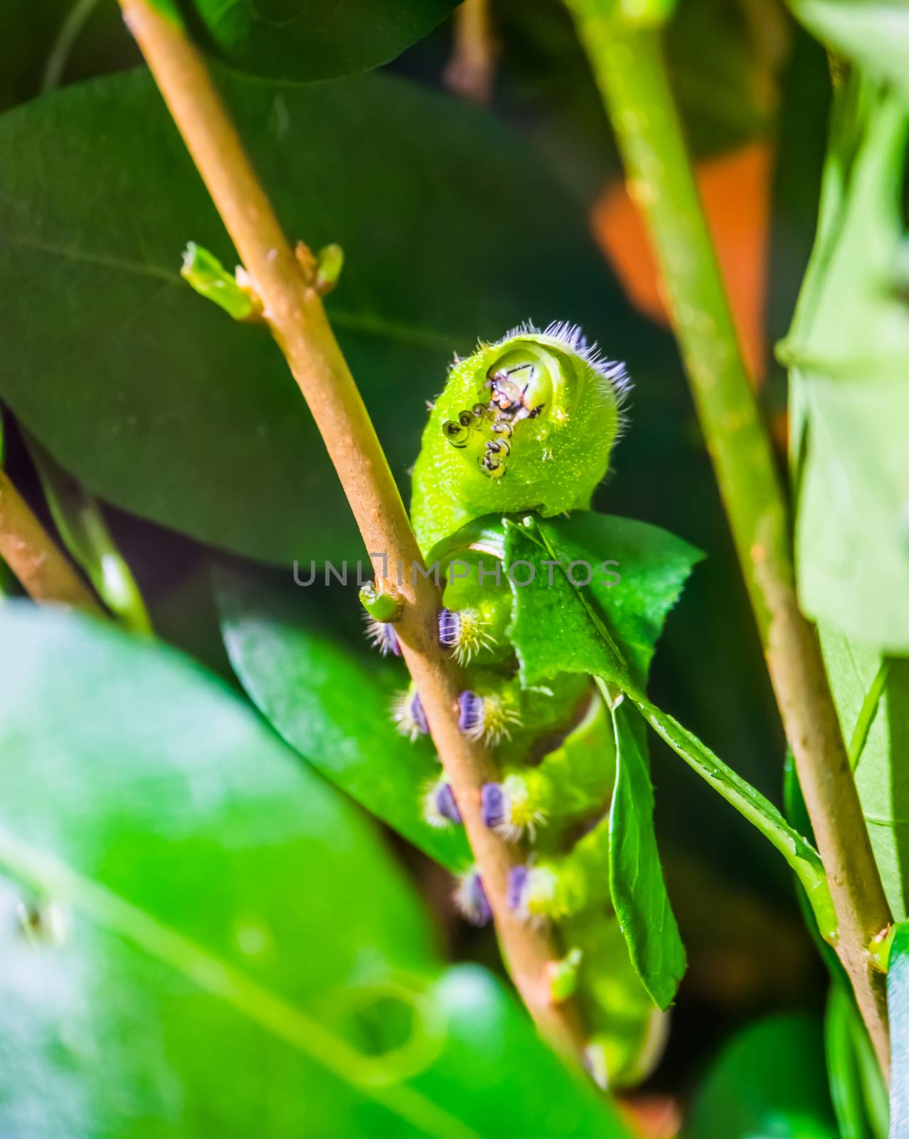 beautiful macro closeup of a lebeau silk moth caterpillar walking on a branch, butterfly in the larval stage, tropical insect specie from America by charlottebleijenberg